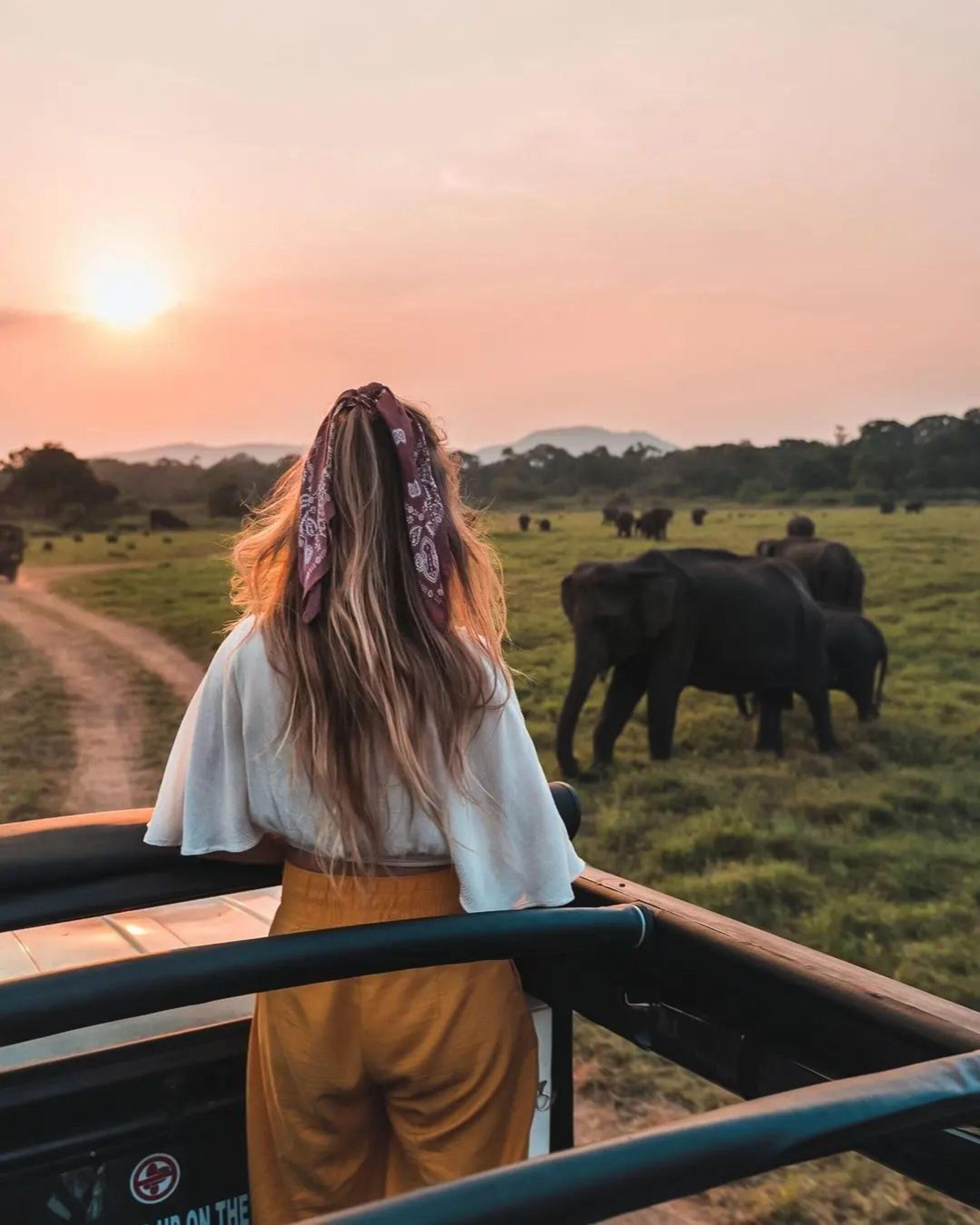 Minneriya National Park Elephant Safari from Sigiriya