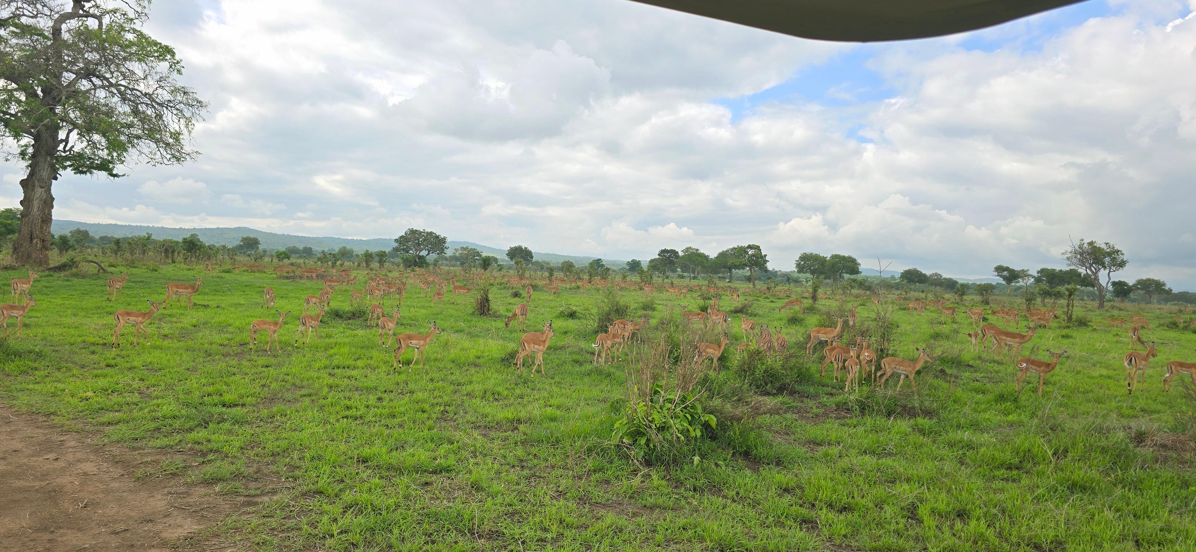 3-Day Mikumi National Park Safari from Zanzibar