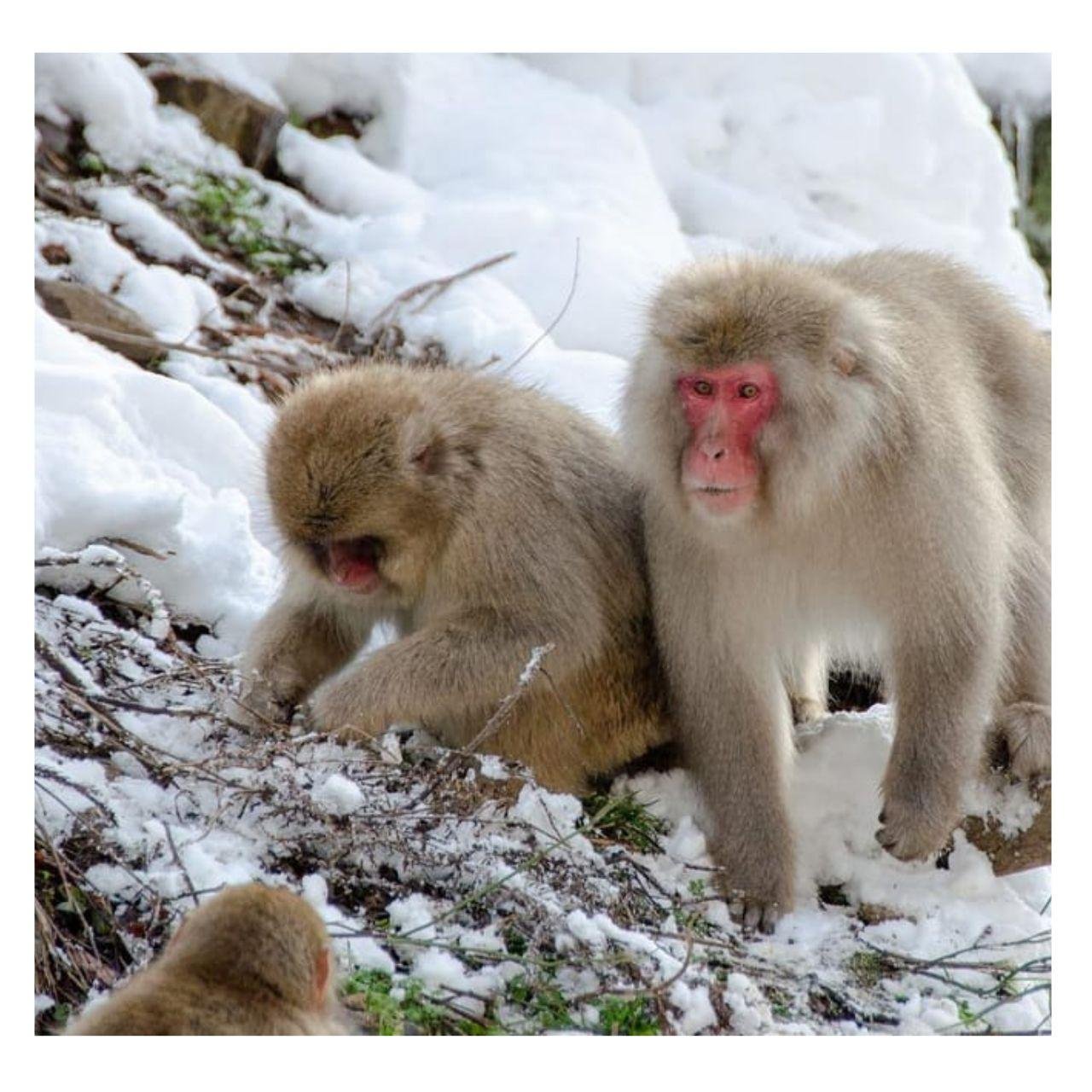 Nagano Snow Monkeys & Zenkoji Temple Private Day Tour from Tokyo