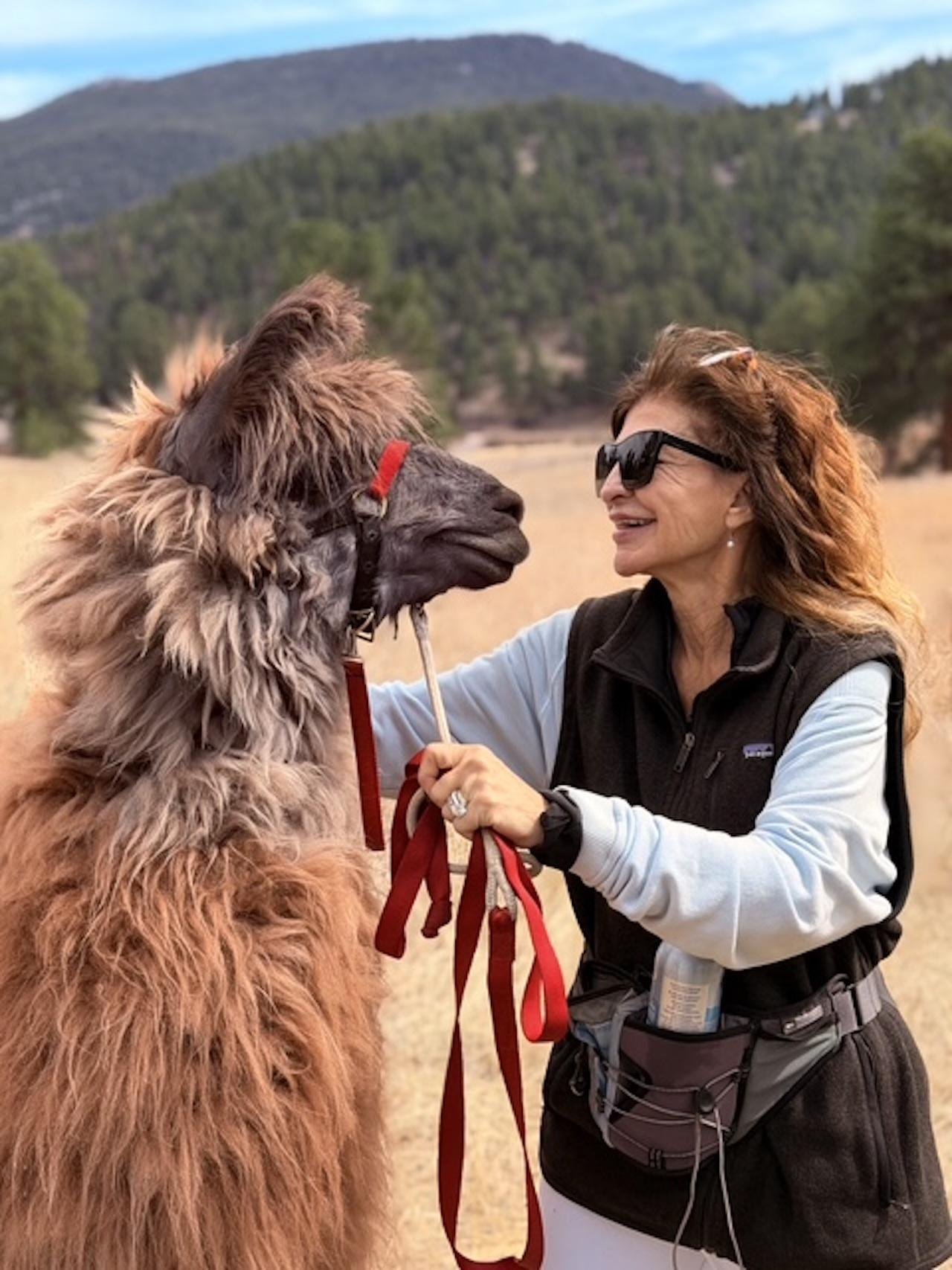 Rocky Mountain Llama Trek near Denver