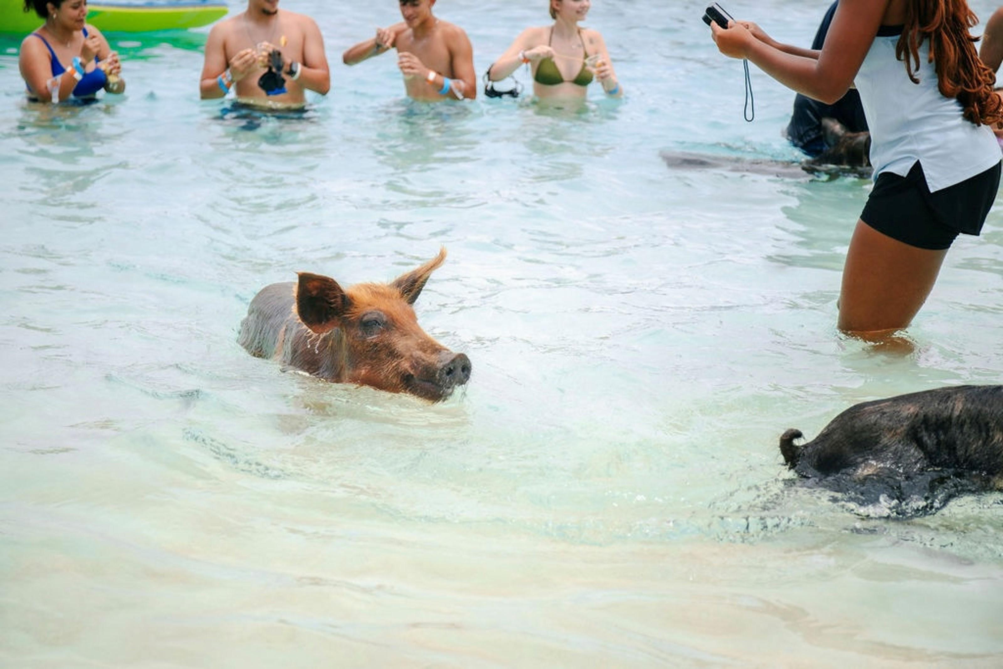 Rose Island Swimming Pigs Express from Nassau