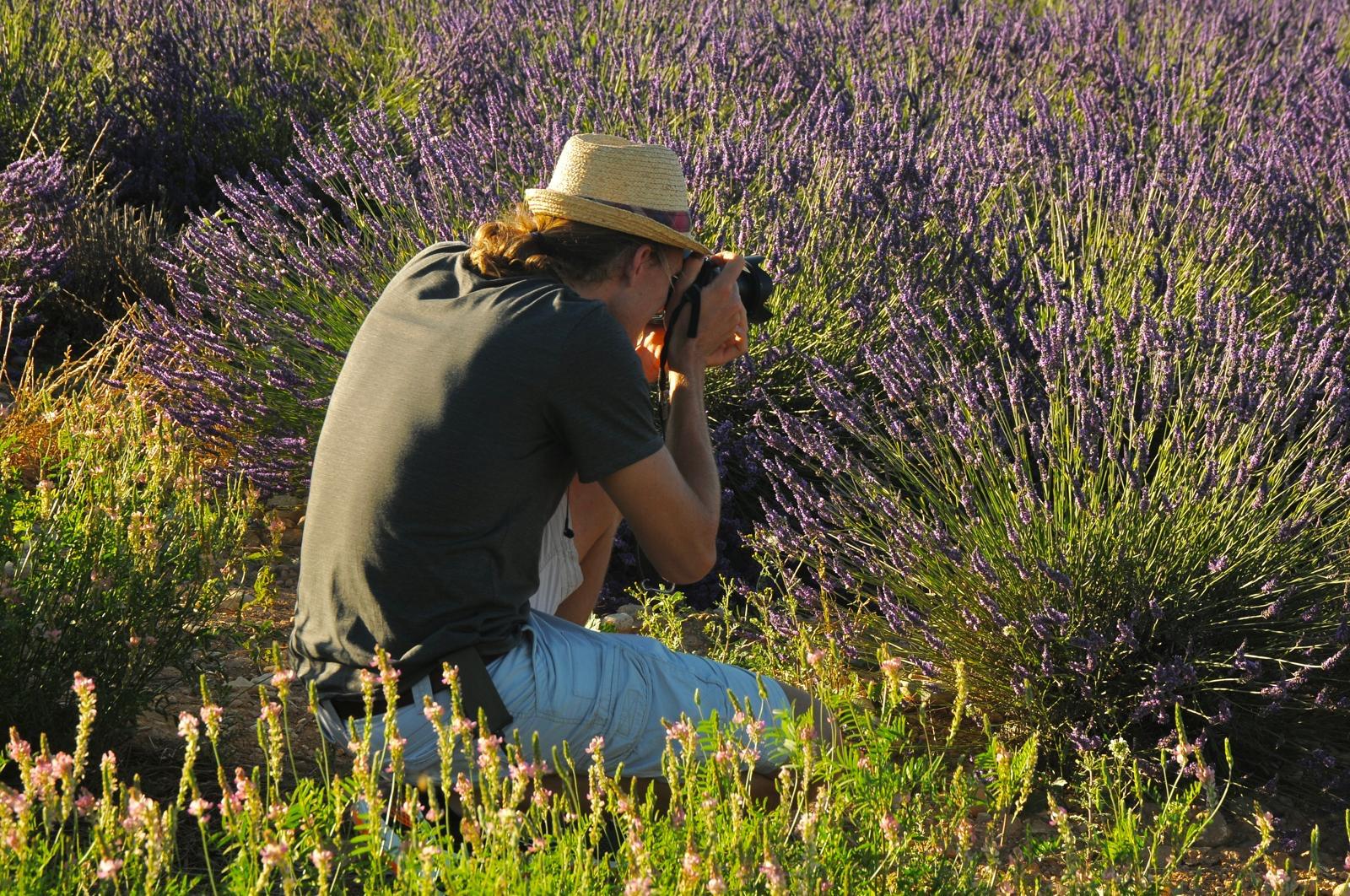 Valensole lavender fields in Provence — guided lavender tour photo 8