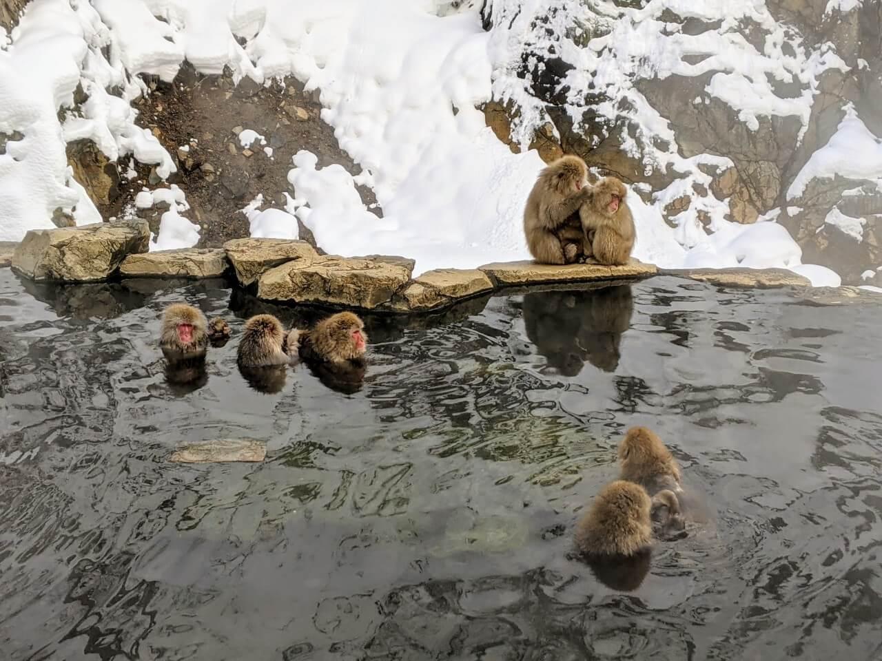 Snow Monkeys, Zenko-ji Temple & Sake Tasting Day Trip from Nozawa Onsen