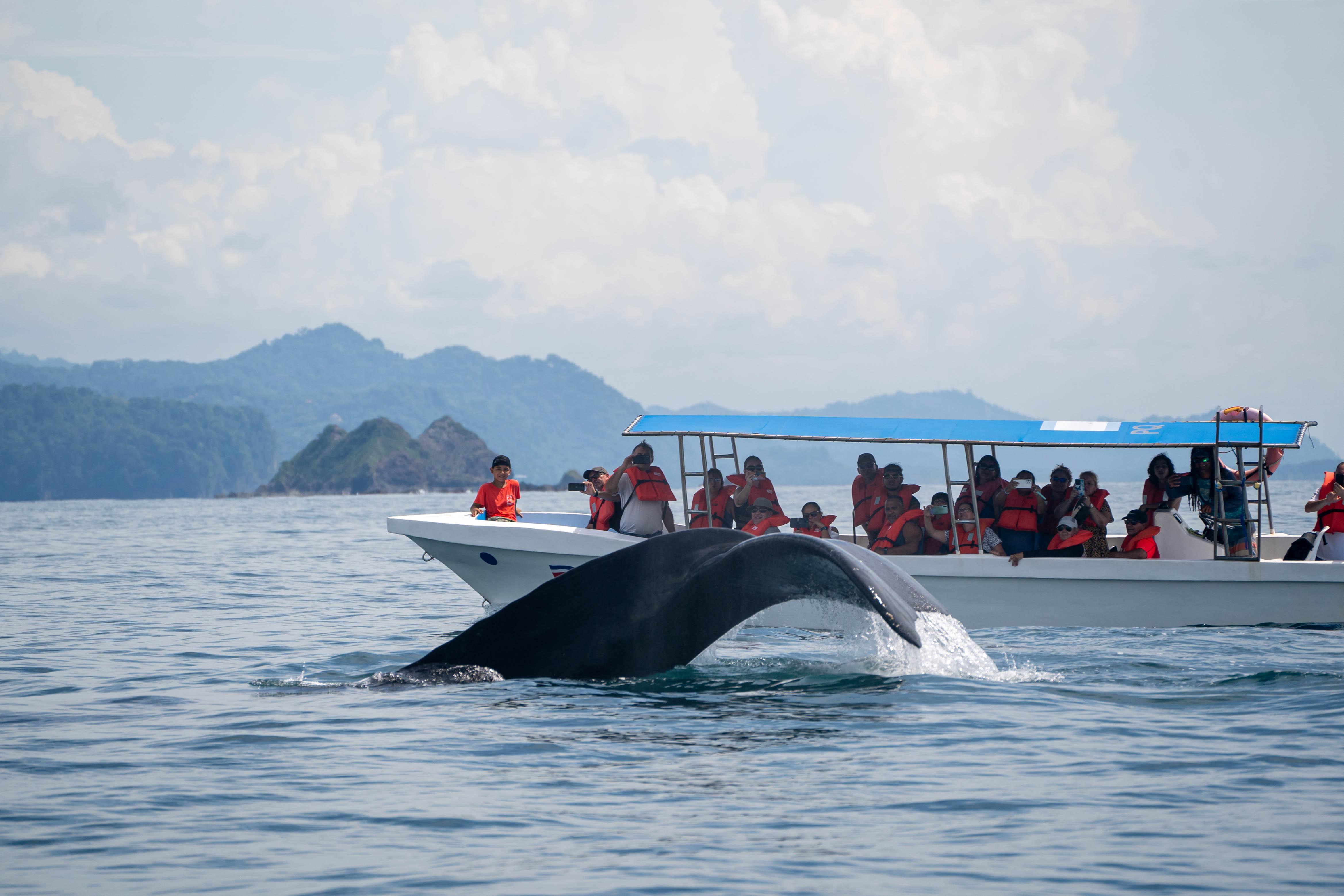 Marino Ballena Whale Watching & Wildlife Tour from Uvita