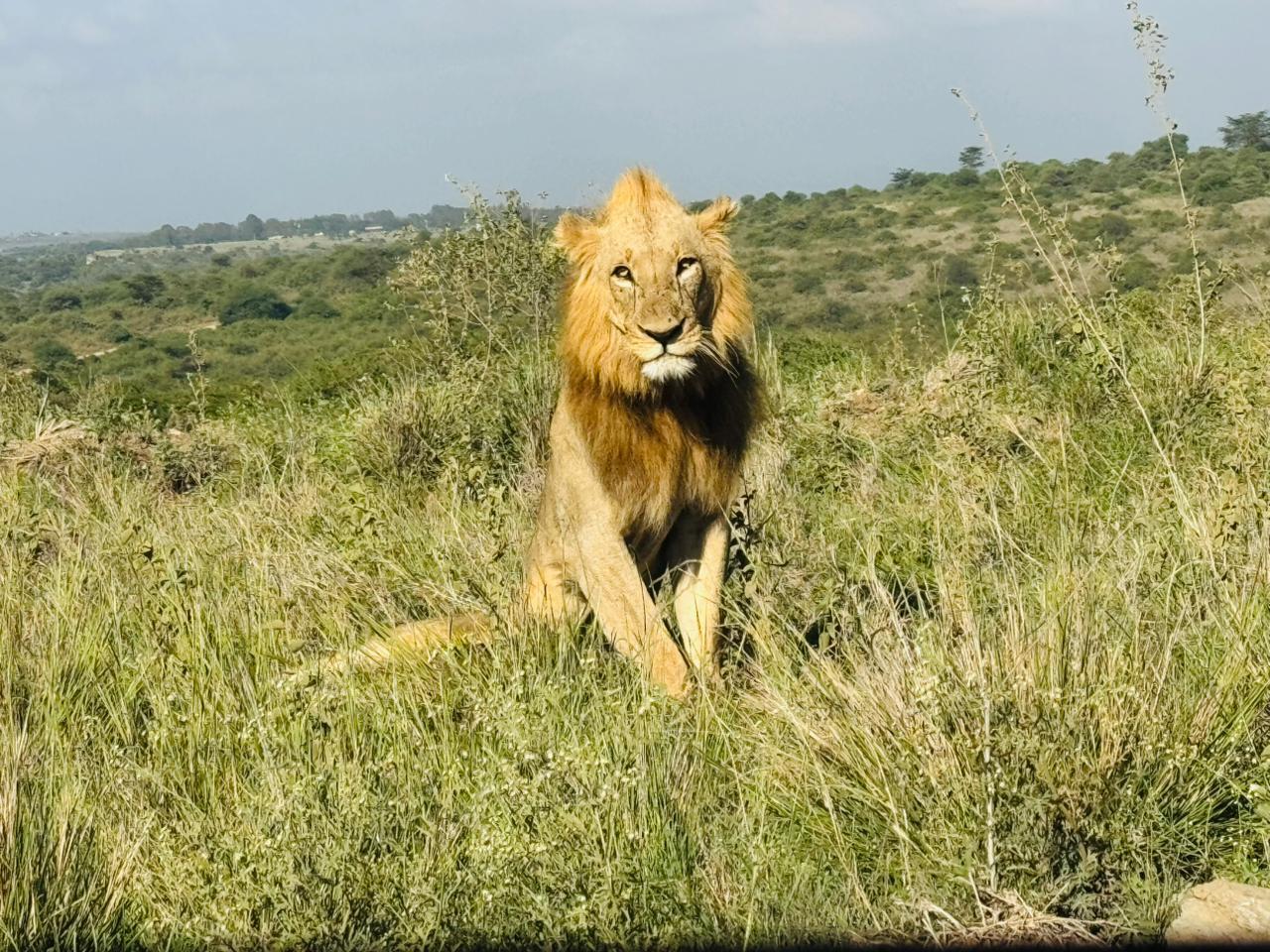 Nairobi National Park 5-Hour 4x4 Wildlife Safari