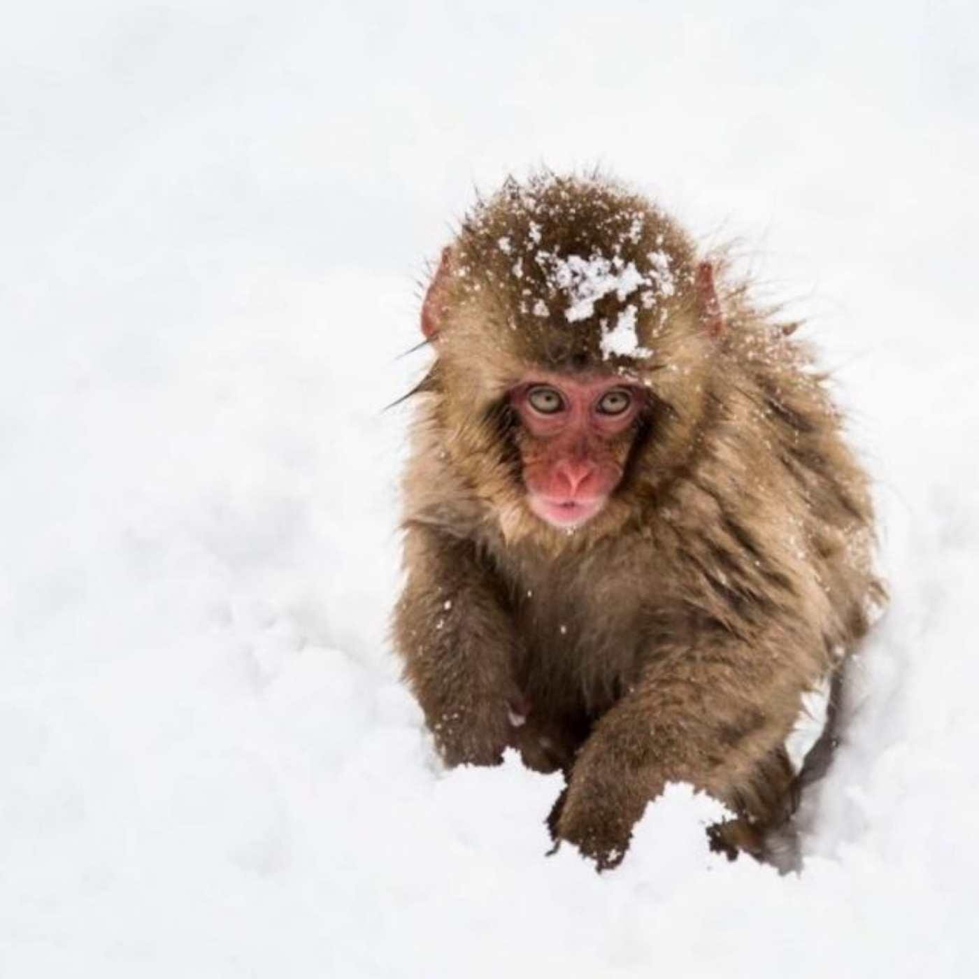 Nagano Private Day Tour: Snow Monkeys, Zenkoji Temple & More