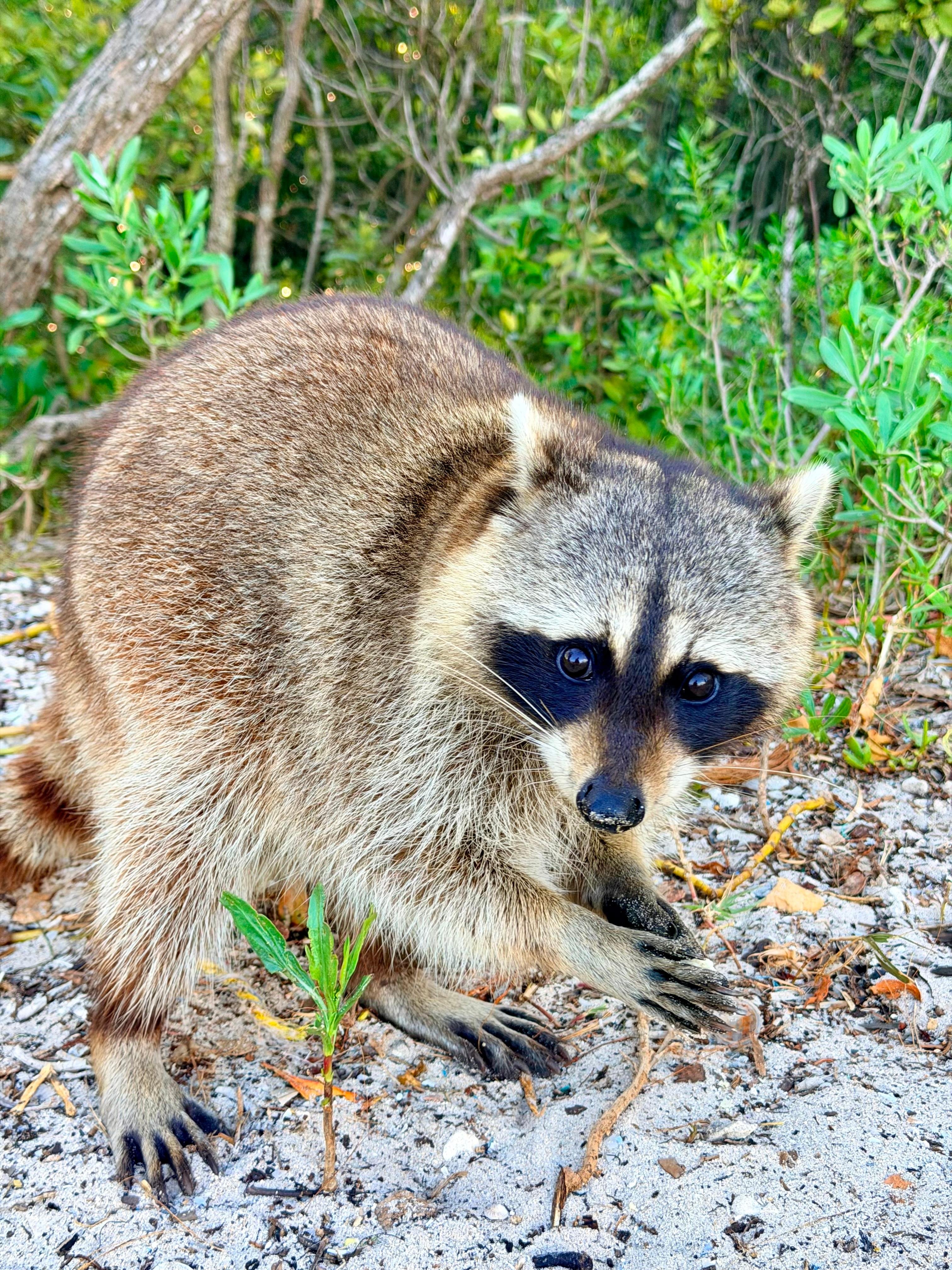 Raccoon Island Miami tour — Biscayne Bay wildlife boat cruise — image 22