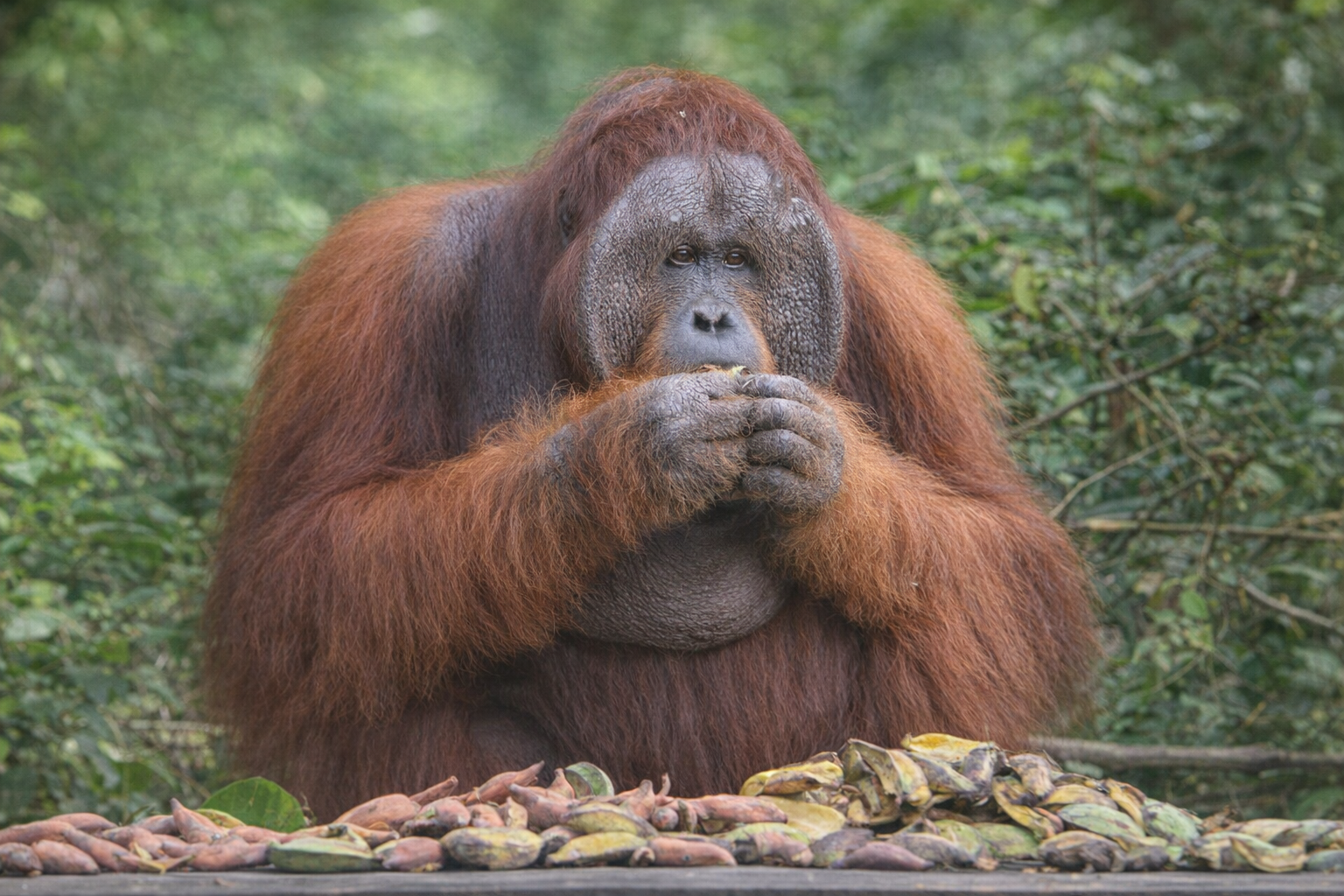 3-Day Tanjung Puting Orangutan Houseboat Adventure