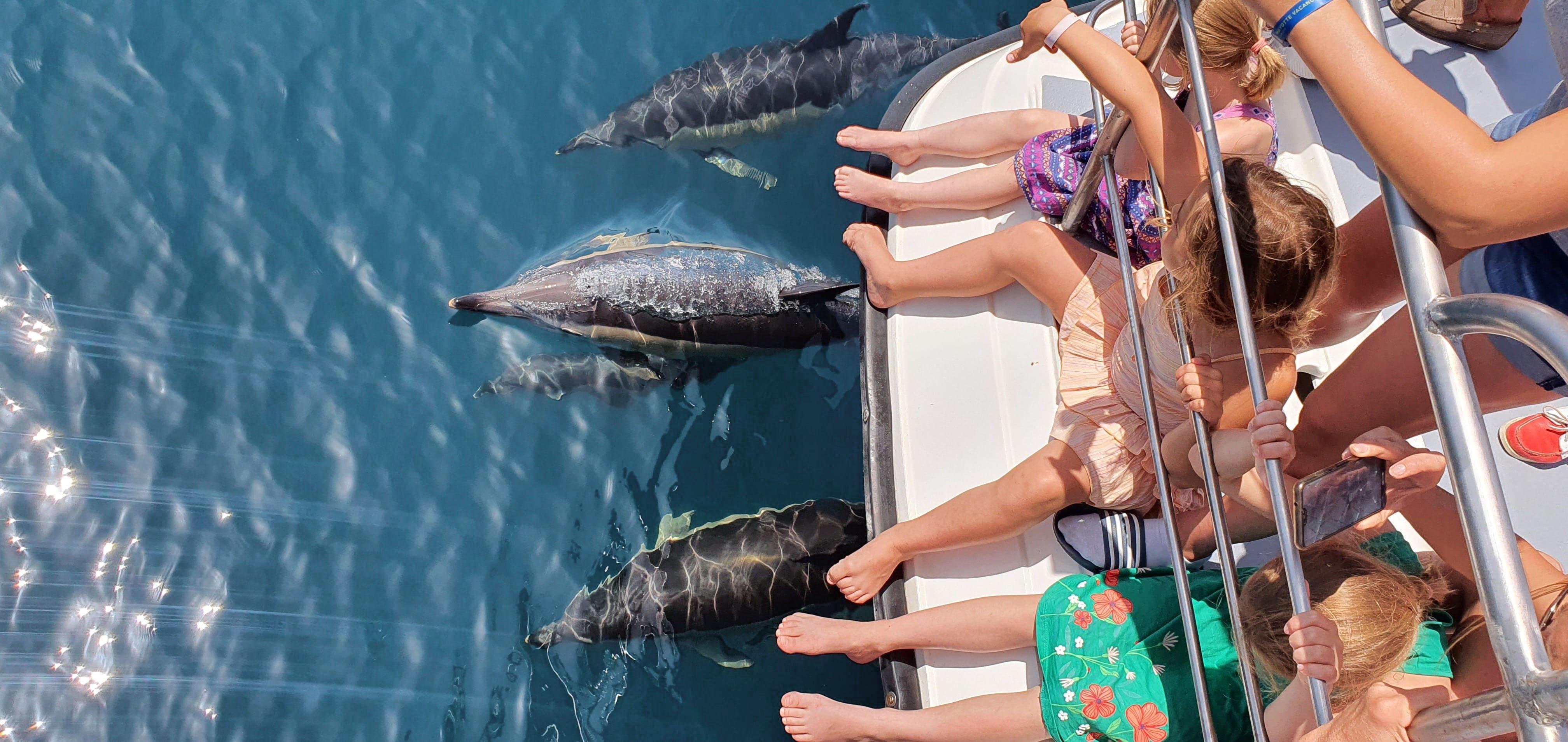Lagos Dolphin Watching Catamaran Cruise