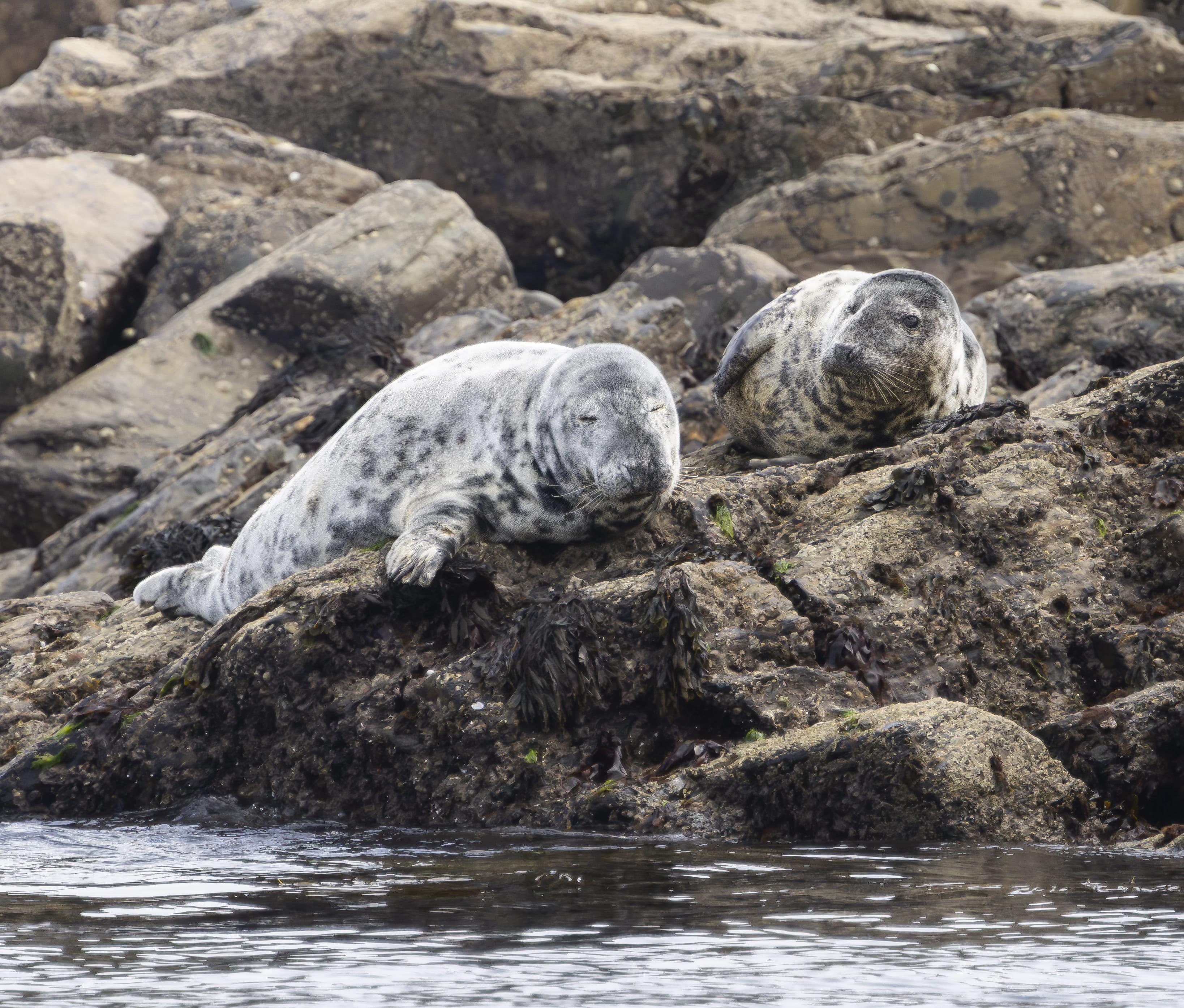 Penzance: Mounts Bay Wildlife-Watching Boat Trip