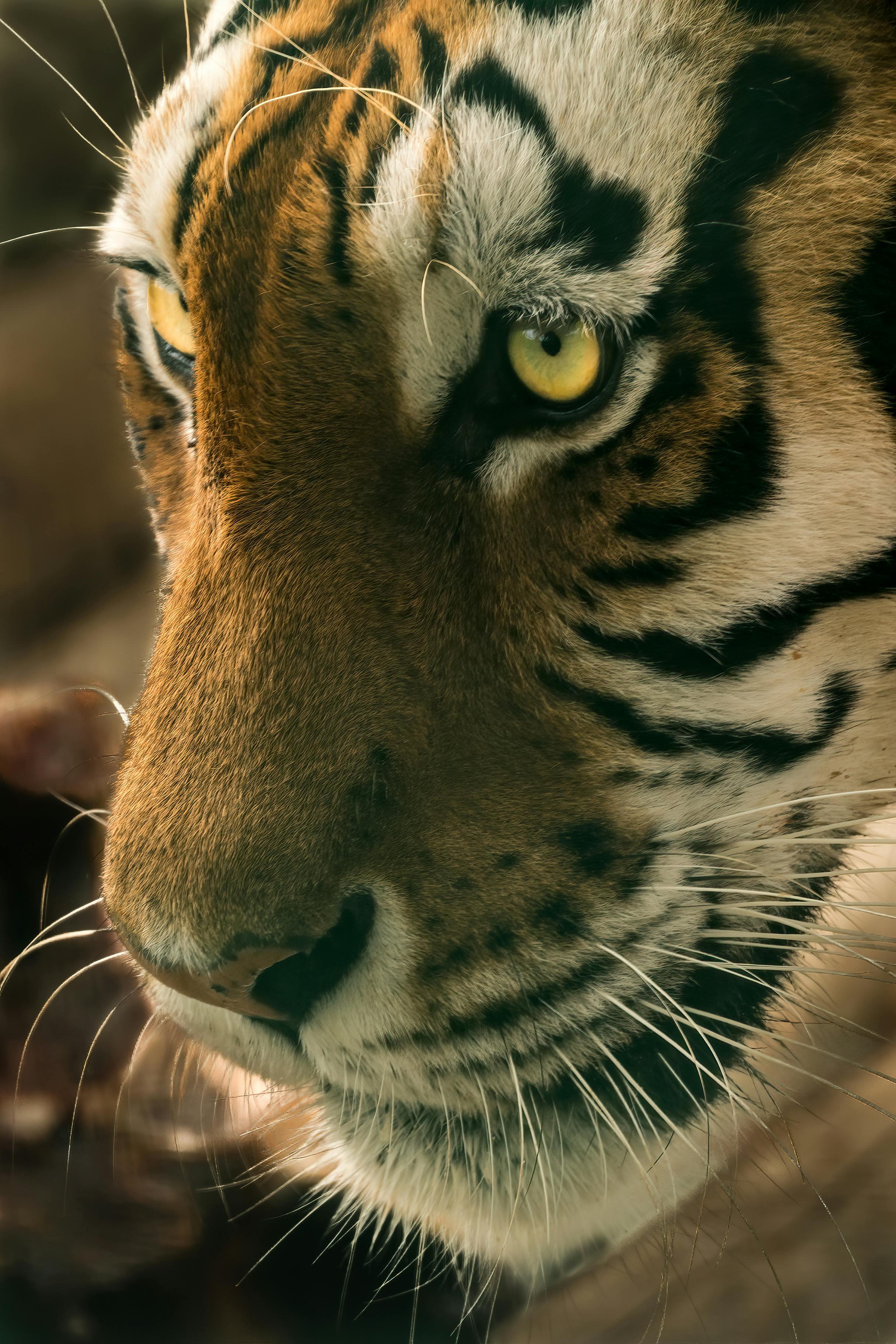 3-Day Ranthambore Tiger Safari Expedition from Delhi