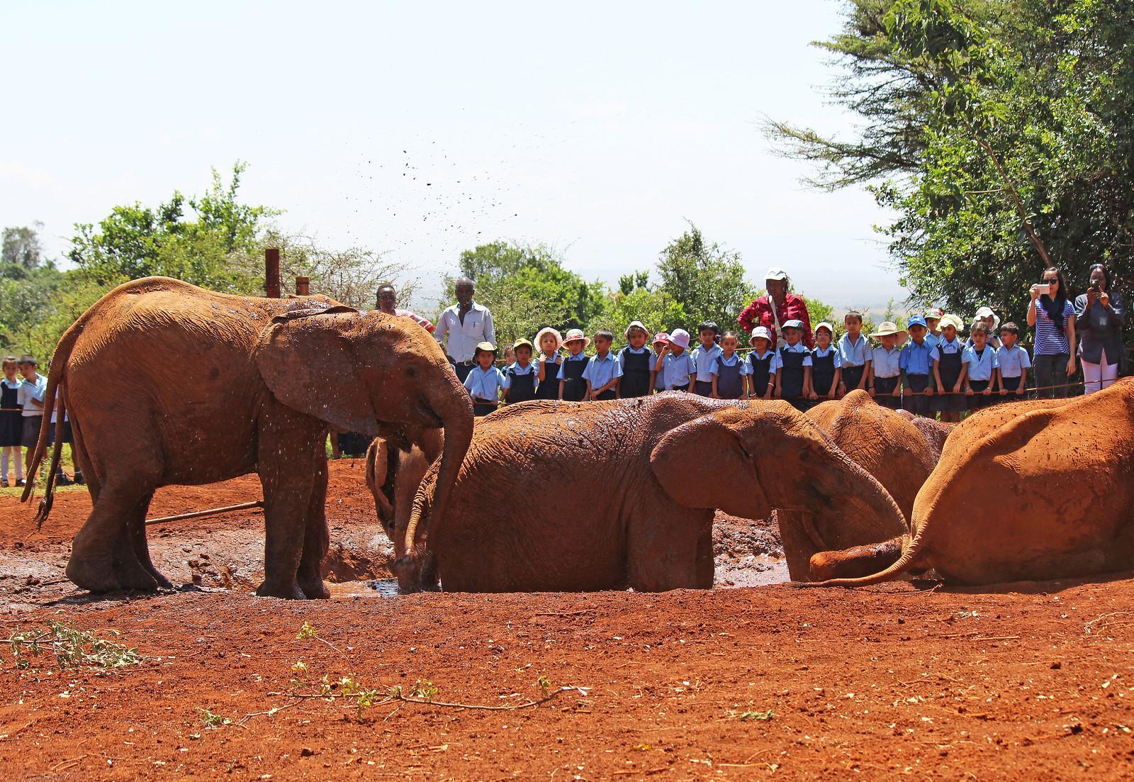 David Sheldrick Wildlife Trust Orphanage Guided Tour