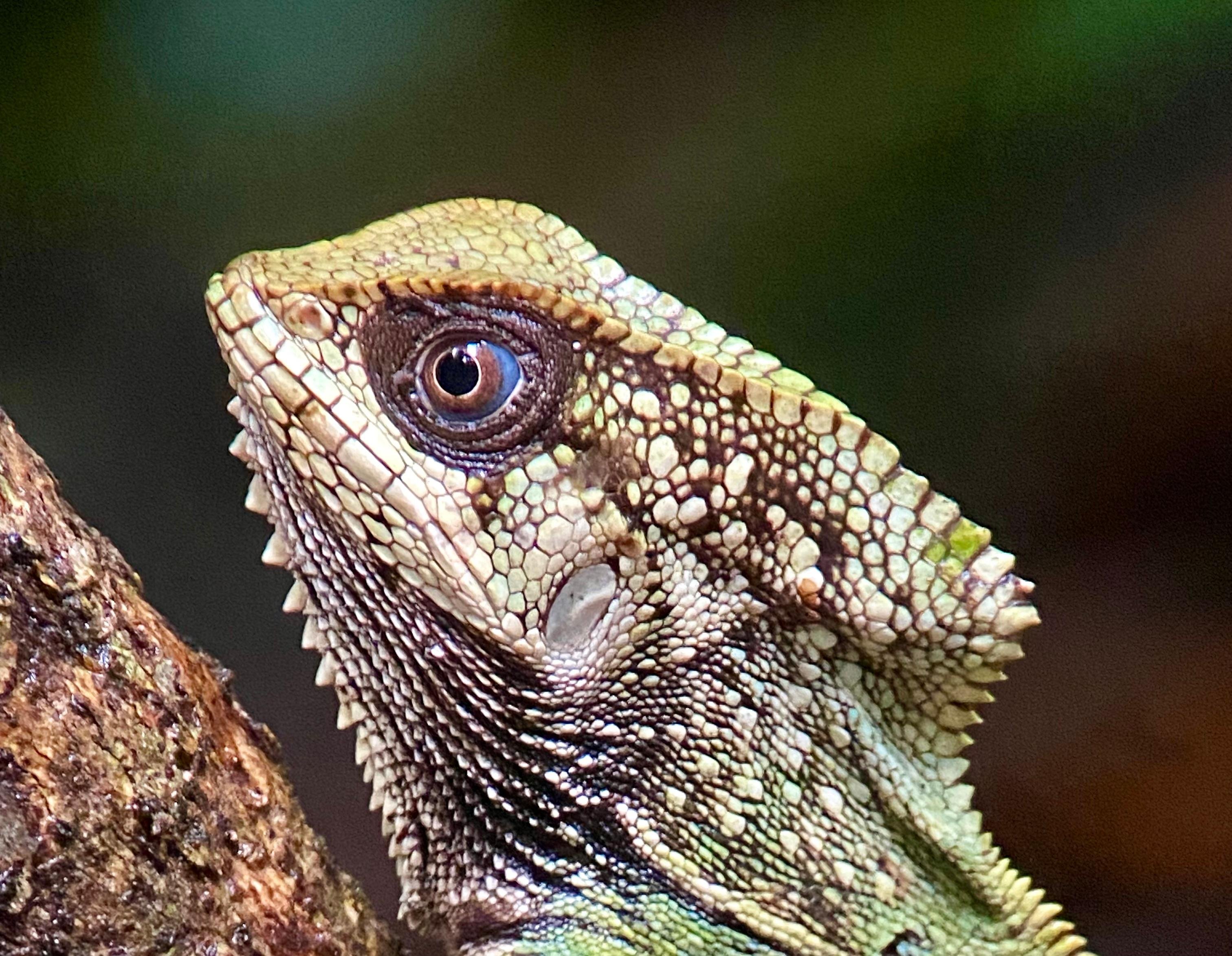 Manuel Antonio National Park: Naturalist-Led Wildlife Walking Tour