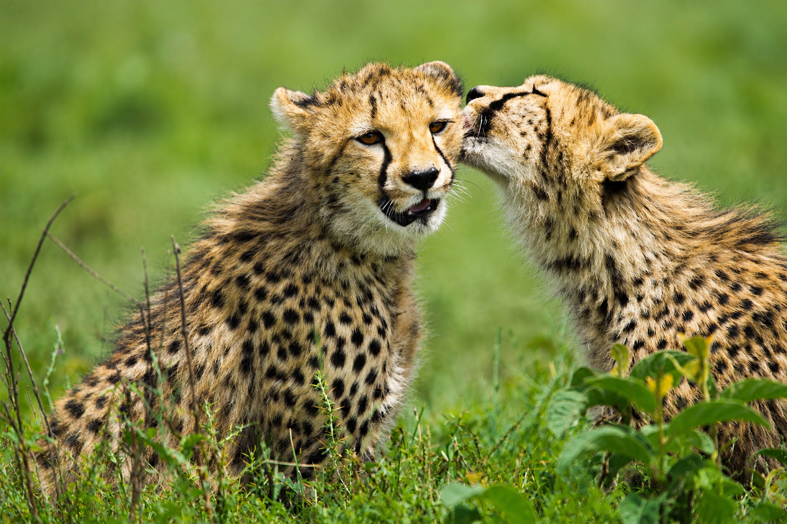 Arusha 3-Day Family Safari: Tarangire, Ngorongoro & Lake Manyara