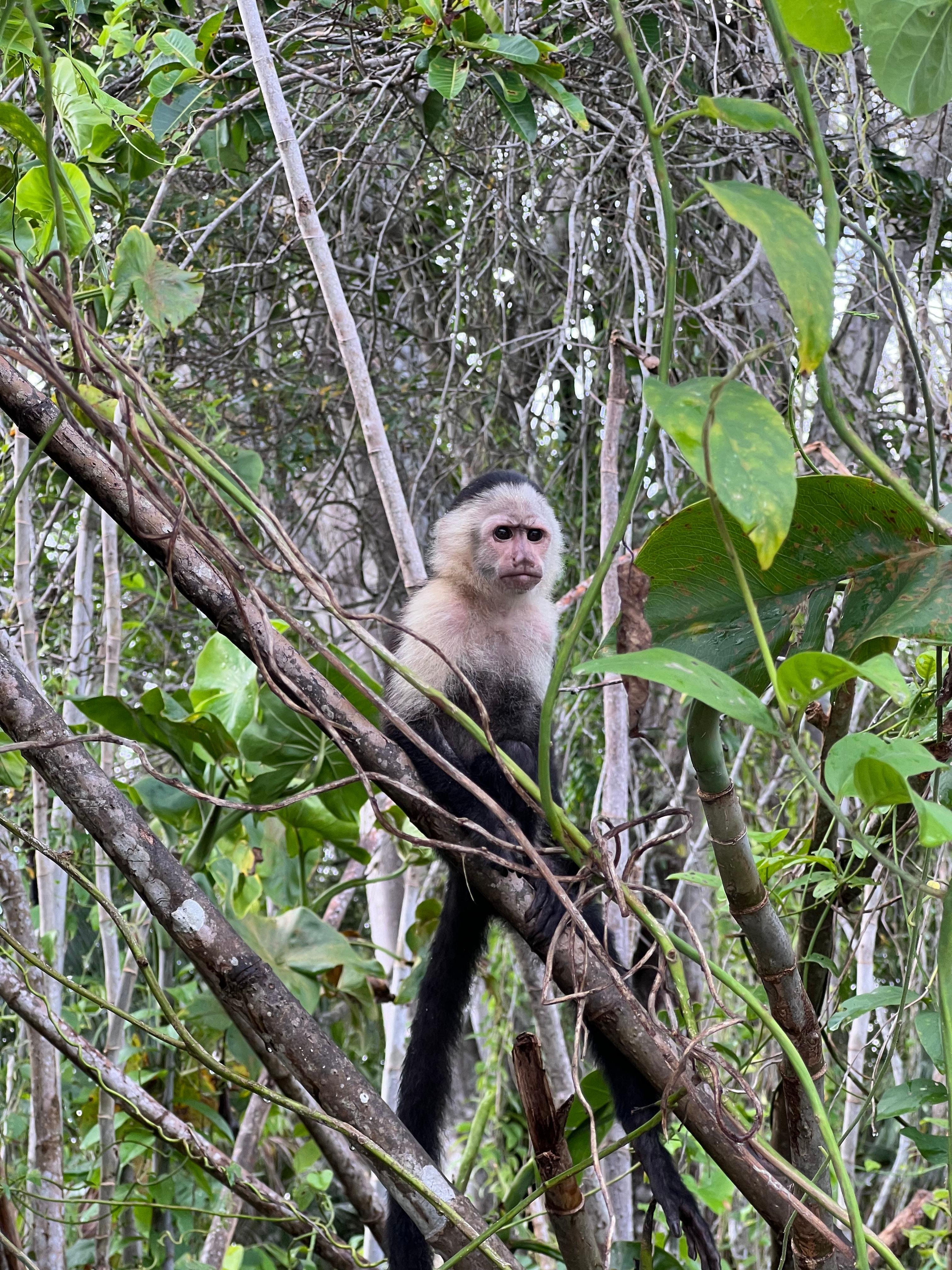 Panama Canal: Gatun Lake Wildlife & Monkey Island Cruise