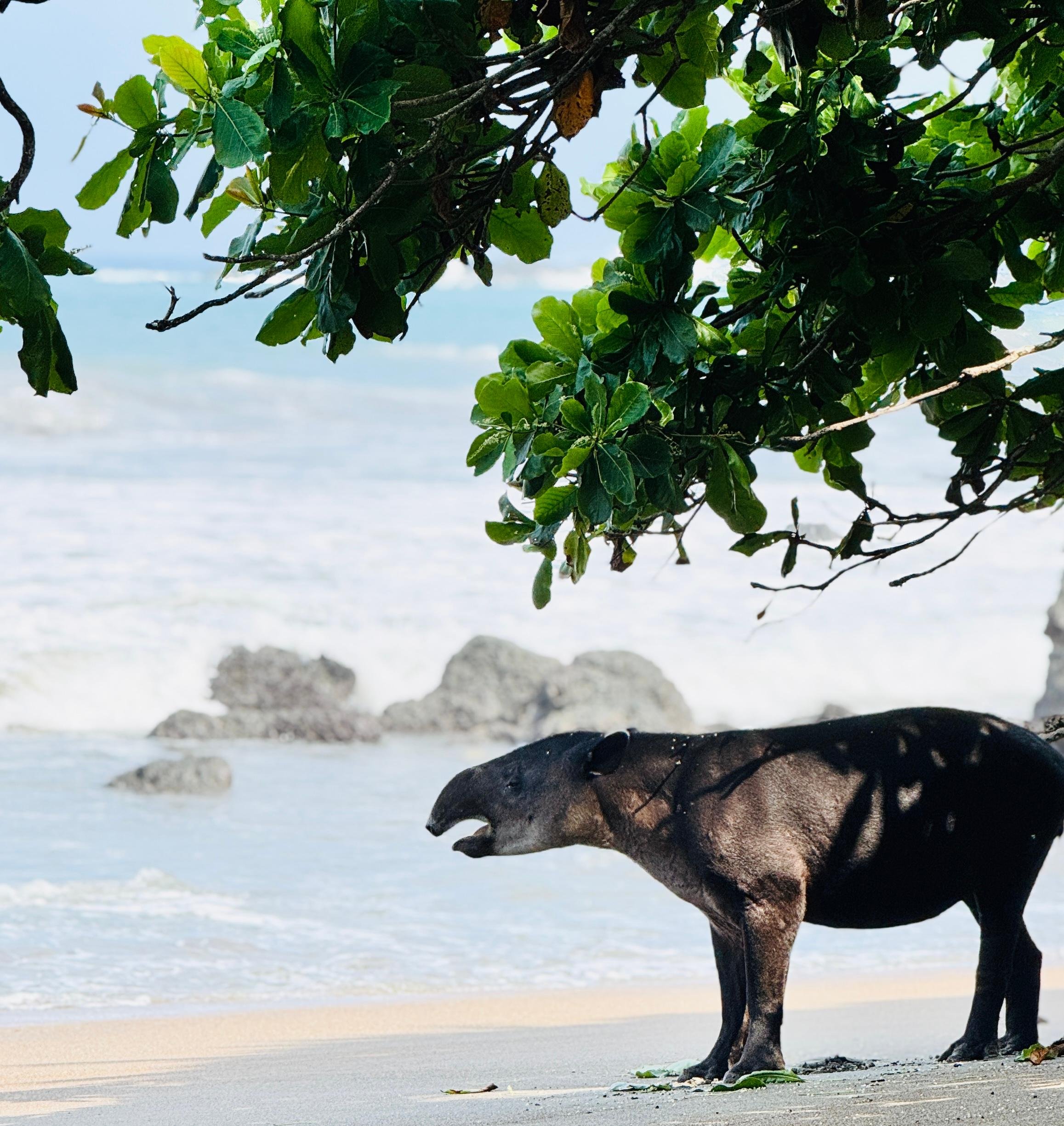 Corcovado National Park Guided Day Trip by Boat from Uvita