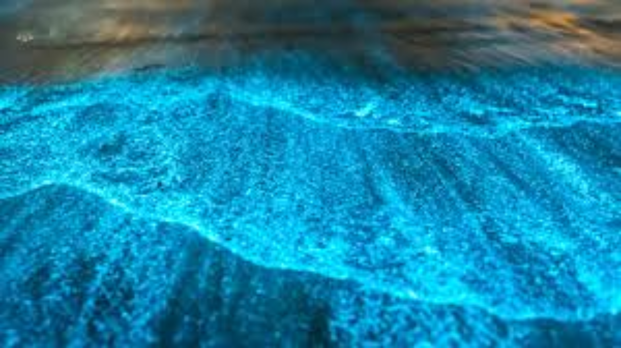 Grand Cayman Private Bioluminescence Bay Boat Excursion