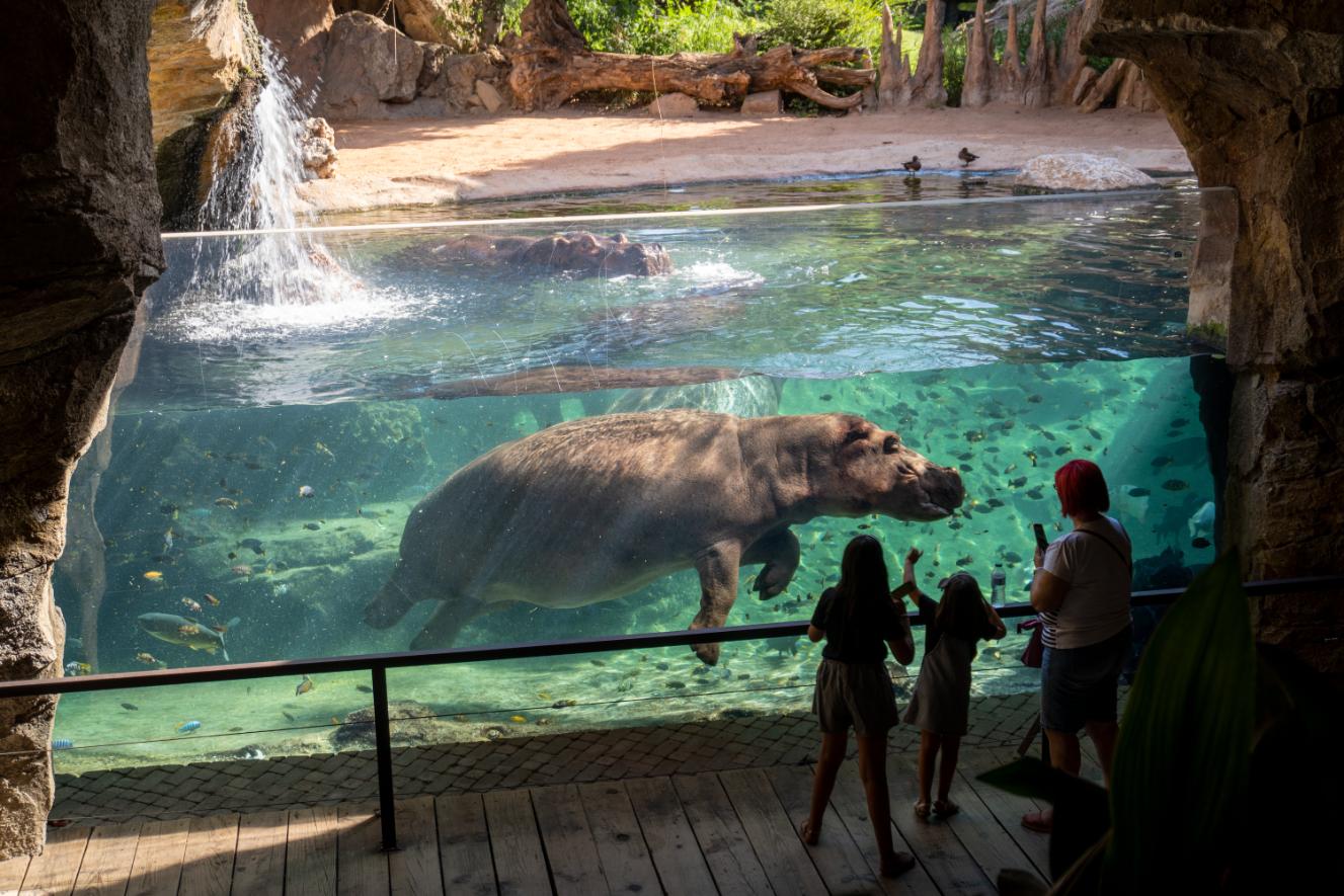 Bioparc Valencia Entry Ticket