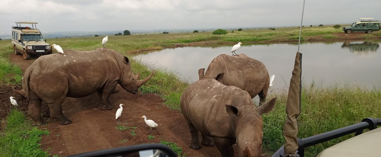 Nairobi National Park Half-Day Wildlife Safari