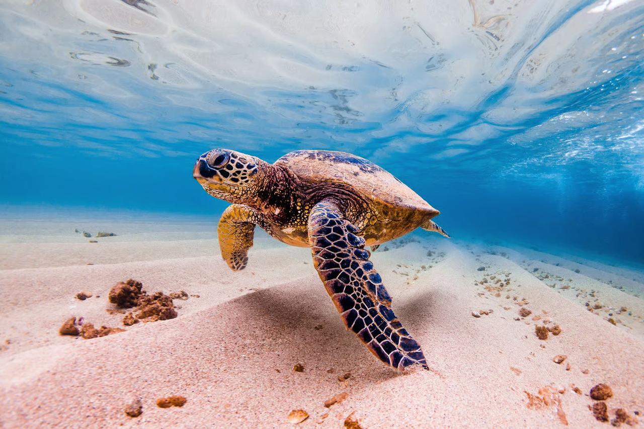Sea Turtle Snorkeling at Marsa Mubarak Bay