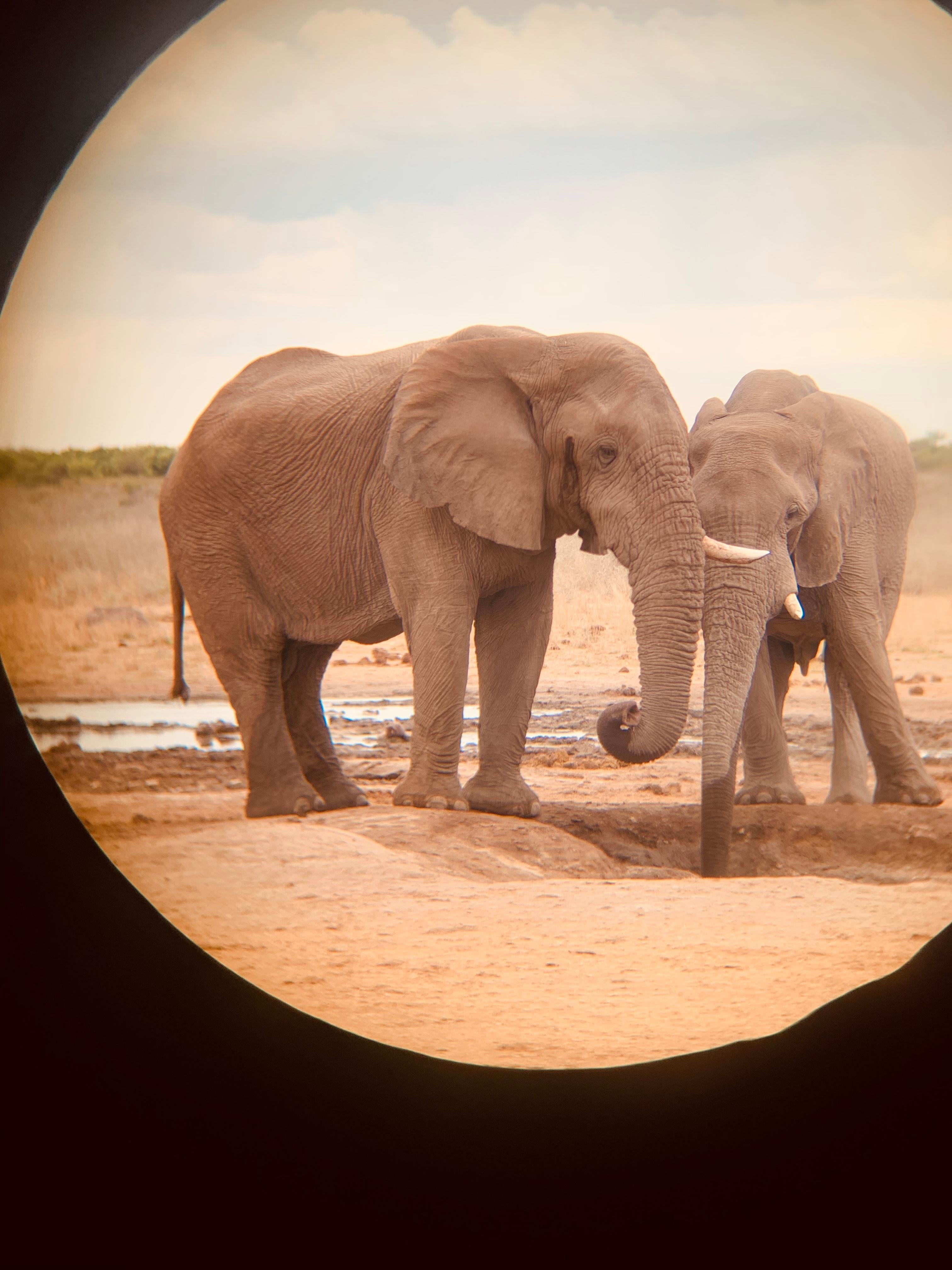 Etosha Wildlife Safari: 3-Day Guided Adventure