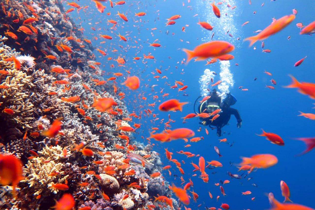 3-Dive Certification Expedition: Phi Phi Islands & Shark Point