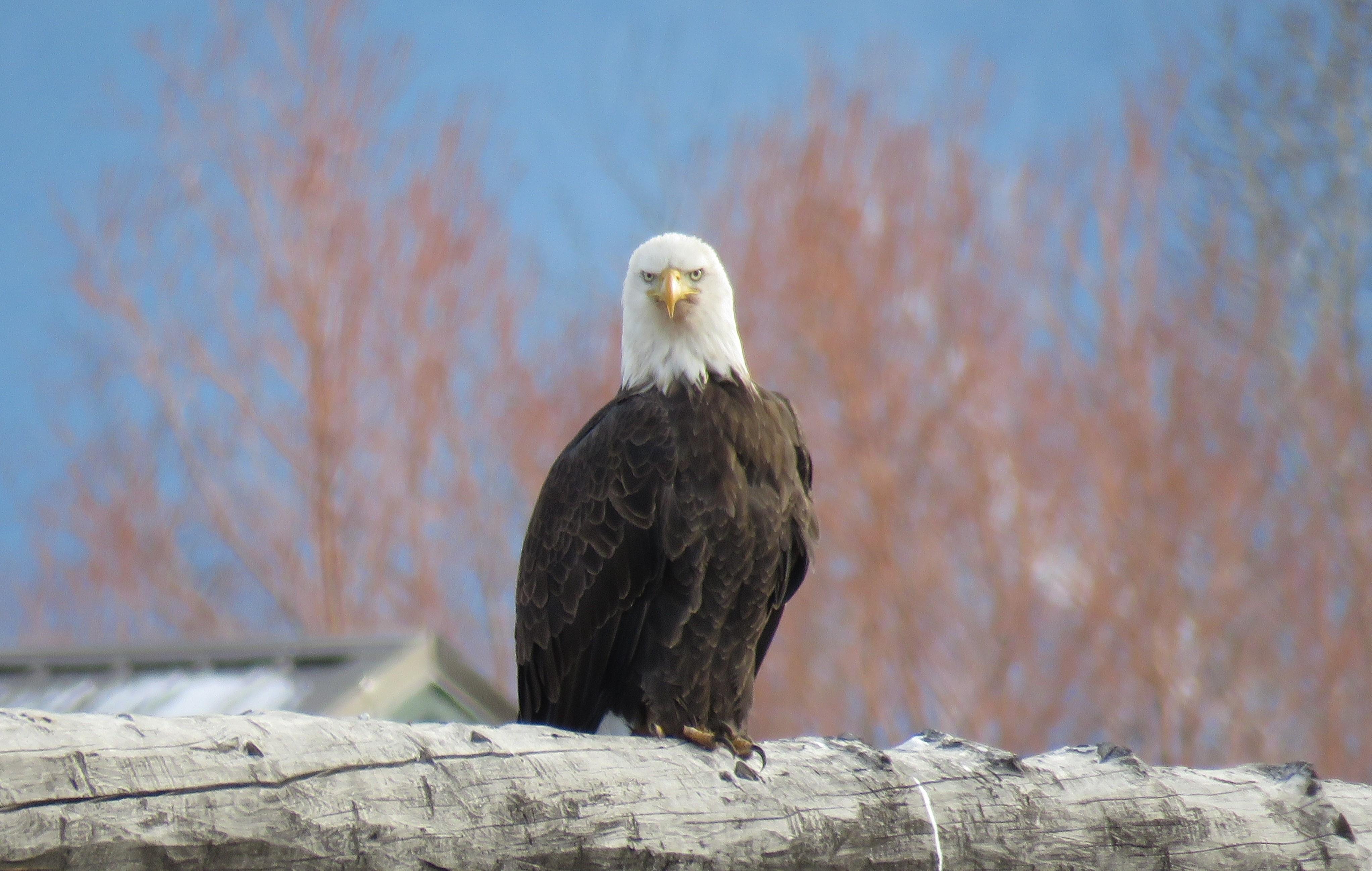 Grand Teton Full-Day Adventure with Boat Cruise