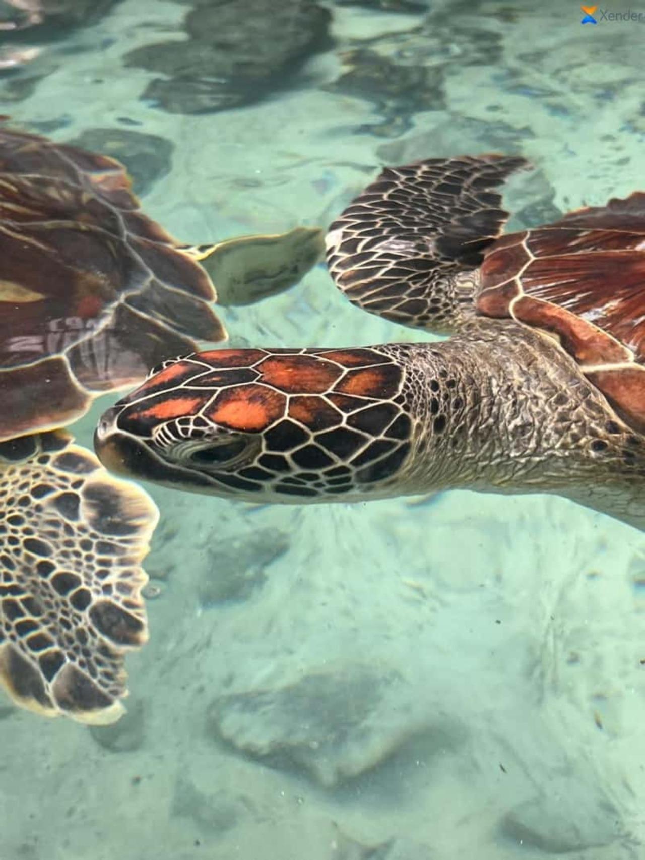 Zanzibar Full-Day: Jozani Forest, Turtle Swim & The Rock Restaurant