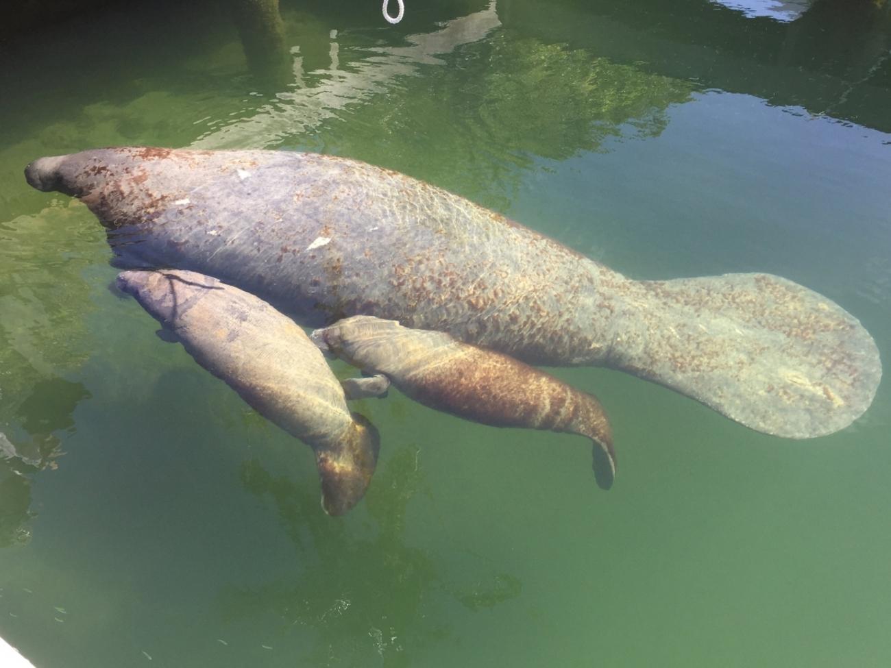 Adult manatee and two smaller manatees seen from above in green water