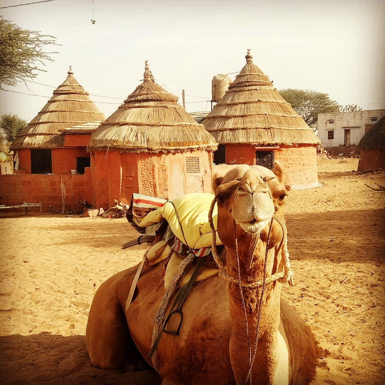 Thar Desert Overnight Camel Safari & Village Stay