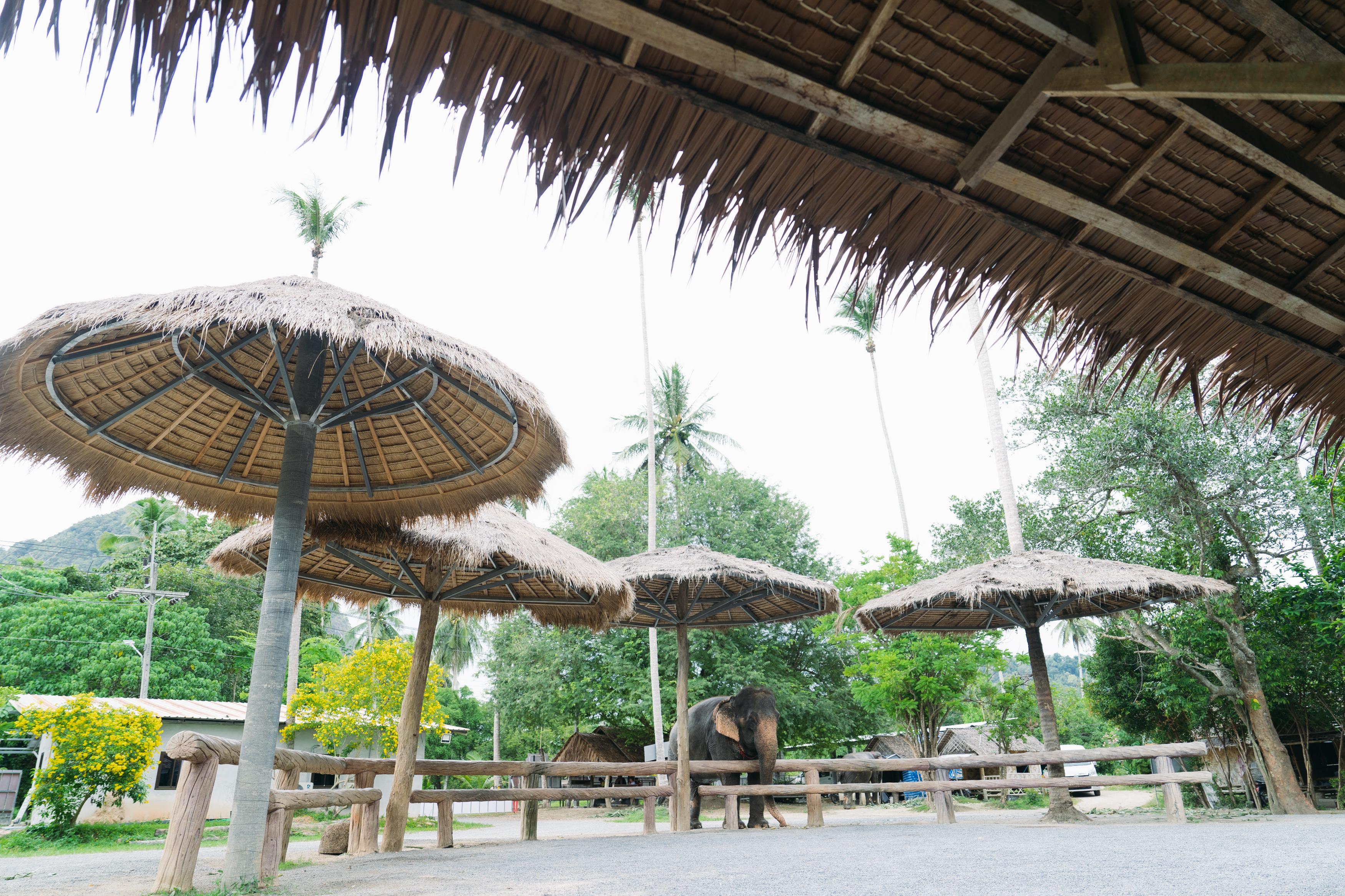 Ao Nang Elephant Sanctuary Half-Day Experience