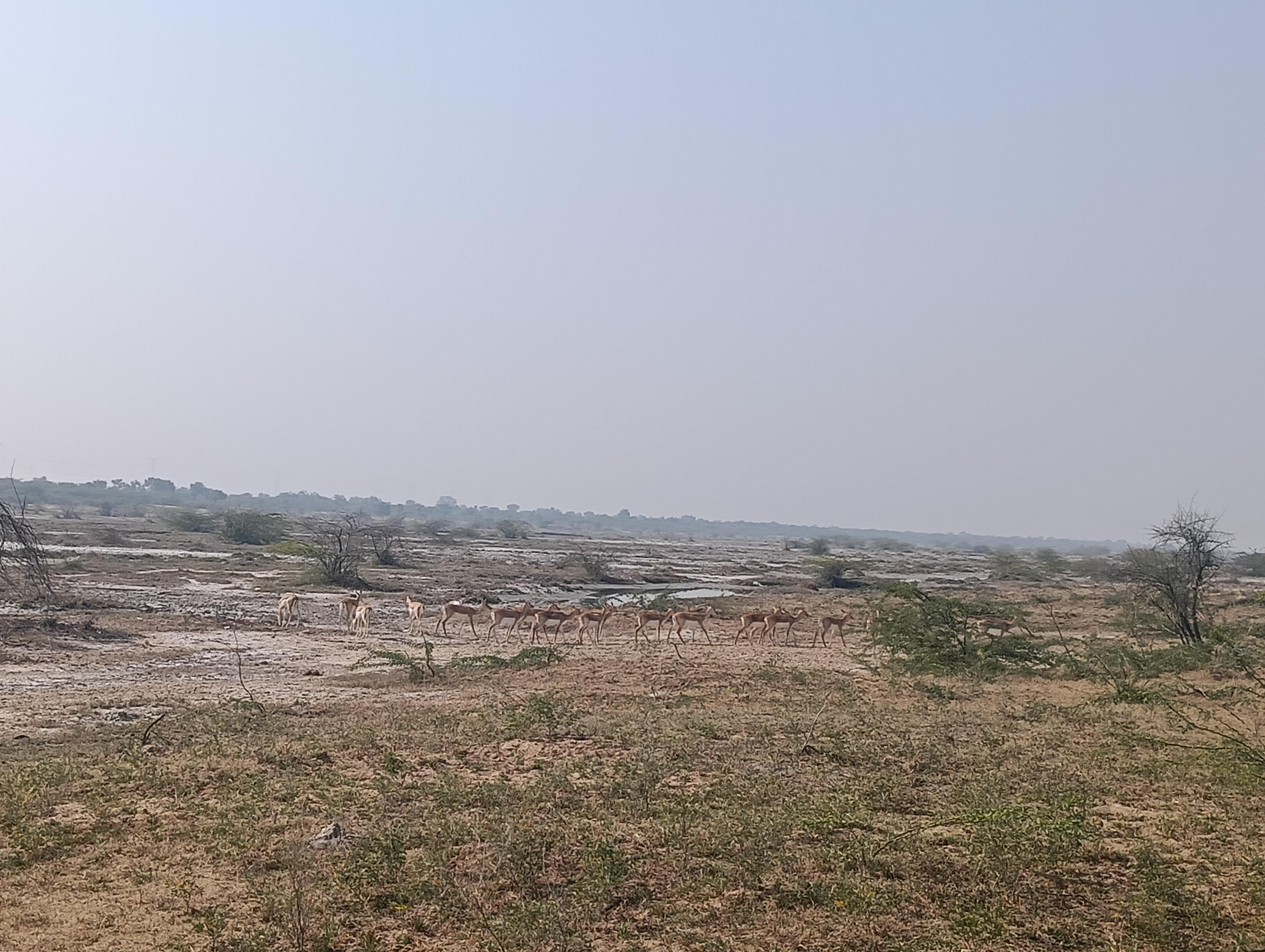 Bishnoi Village Cultural Jeep Safari