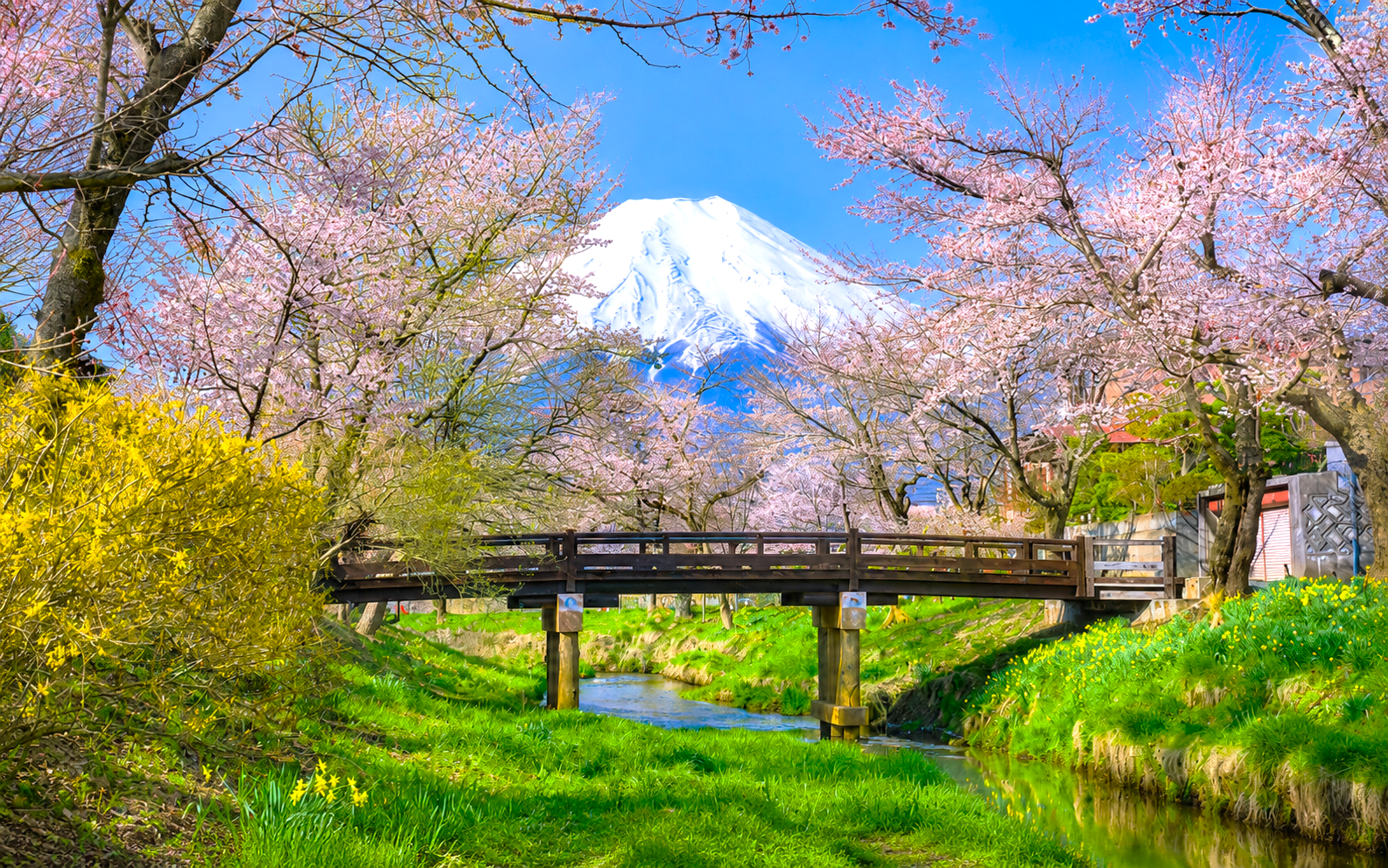 Mount Fuji and Kawaguchi Lakes Small-Group Day Tour