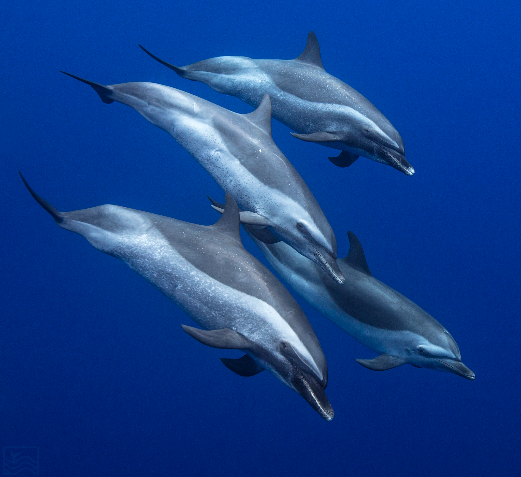 Waianae Dolphin Swim and Turtle Snorkel Cruise, Oahu