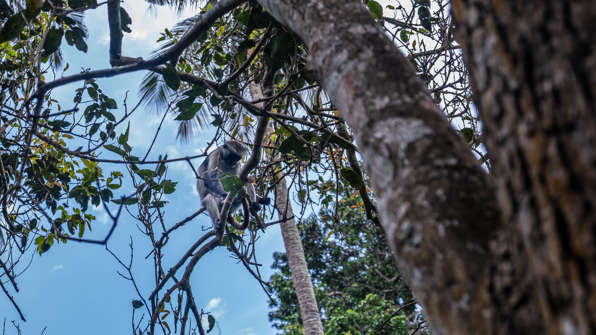 Zanzibar Hidden Gems: Secret Beach, Kuza Cave & Jozani Forest