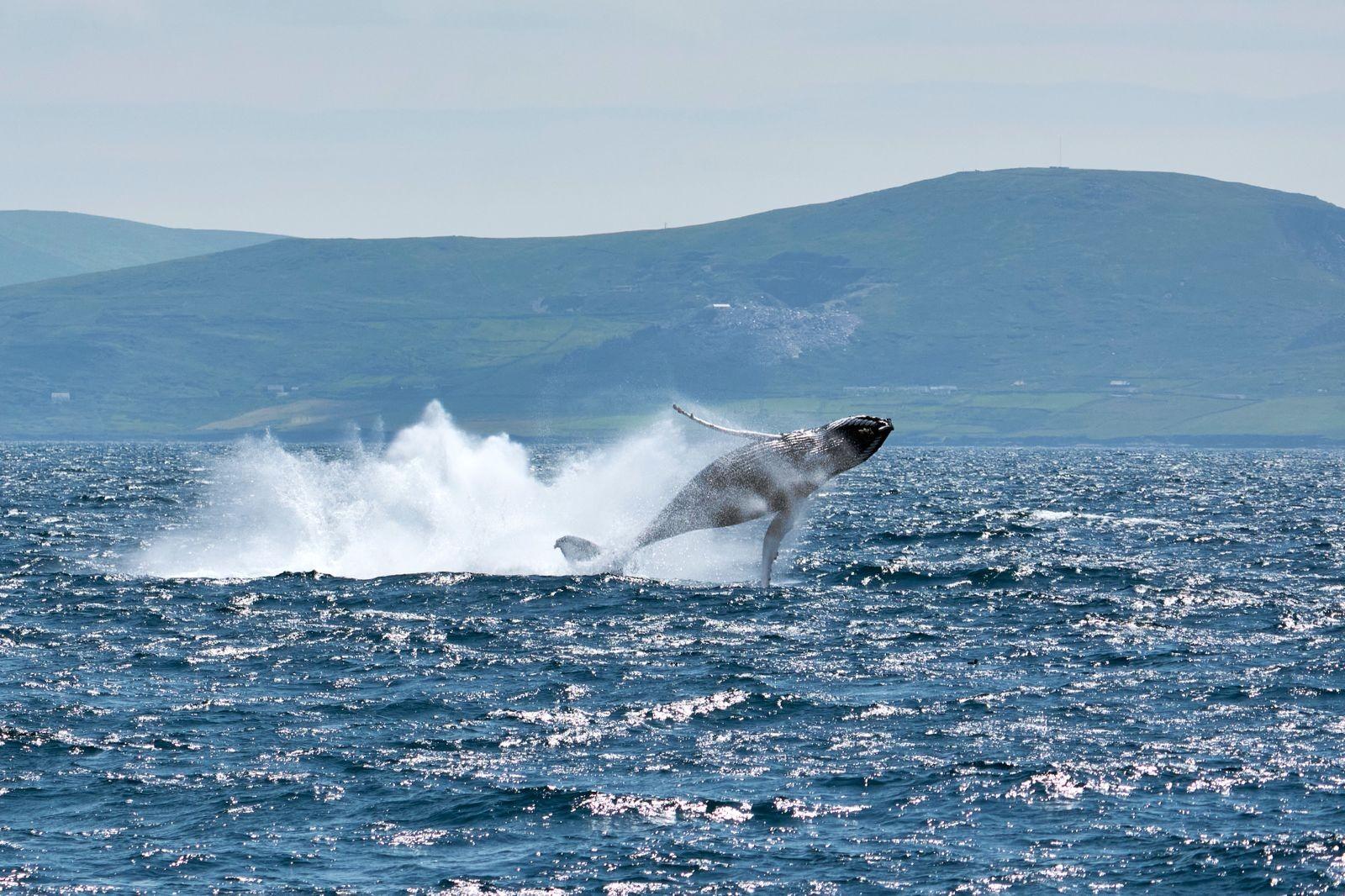 Dingle Wildlife Boat Excursion