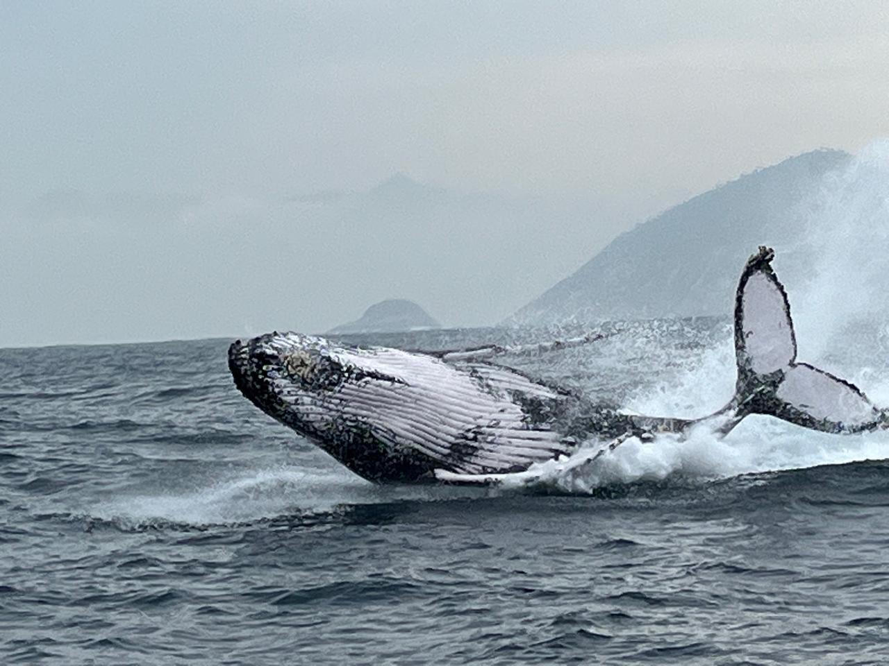 Rio de Janeiro Whale Watching Speedboat Adventure