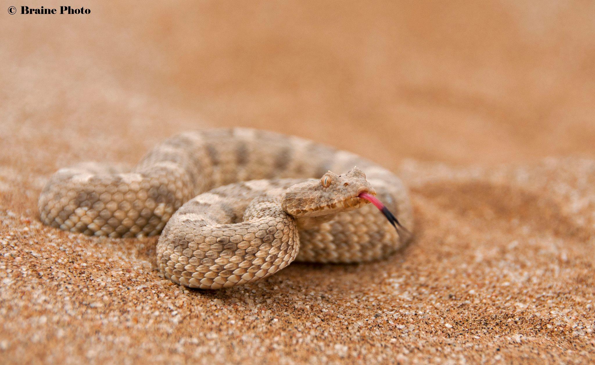 Living Desert Adventure