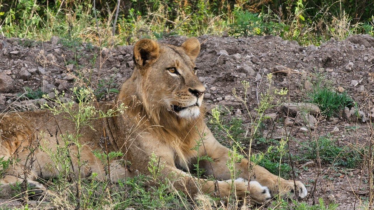 Nairobi National Park Half-Day Wildlife Safari