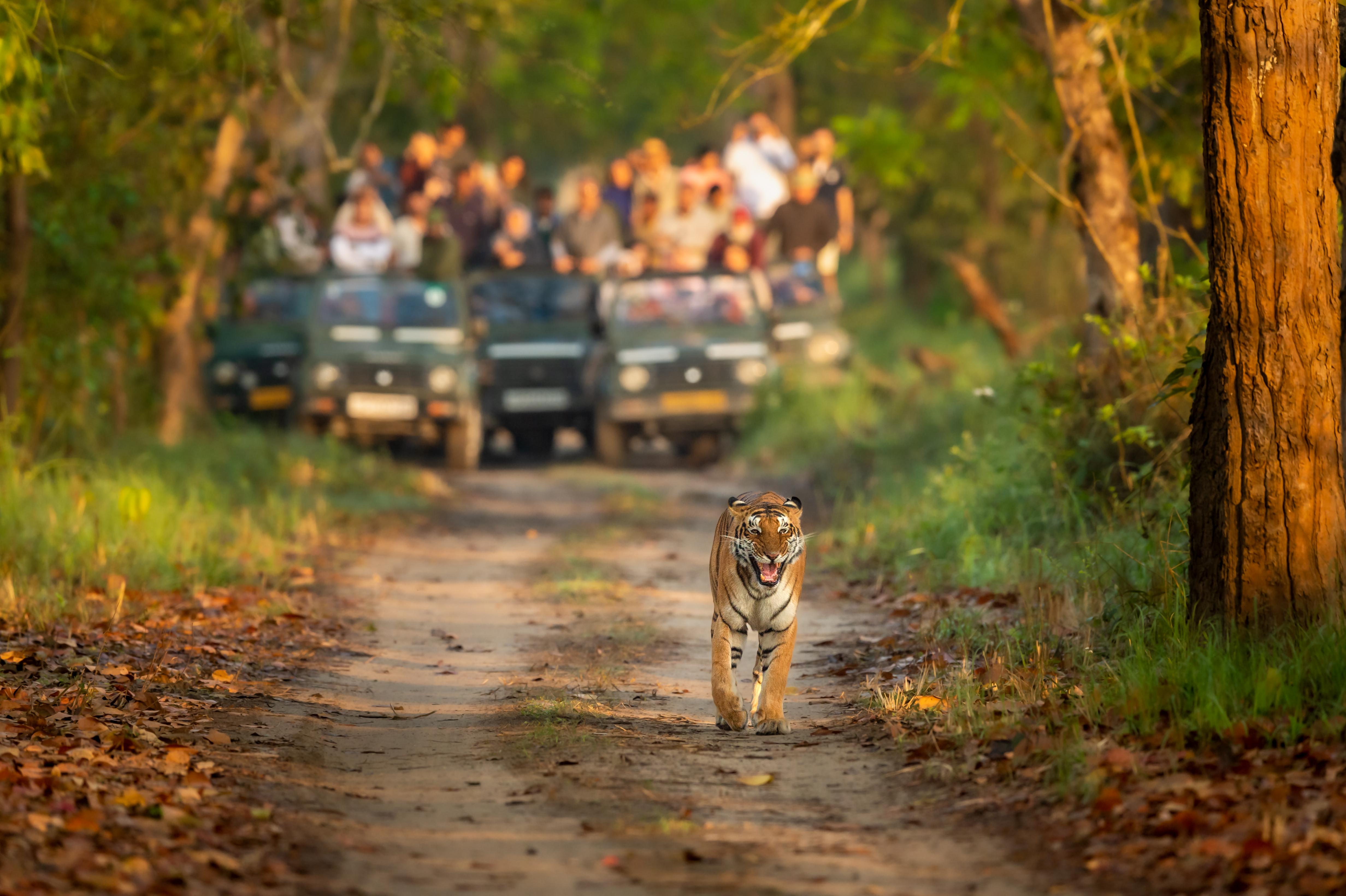 Chitwan National Park: 3-Day Jungle Safari from Kathmandu or Pokhara
