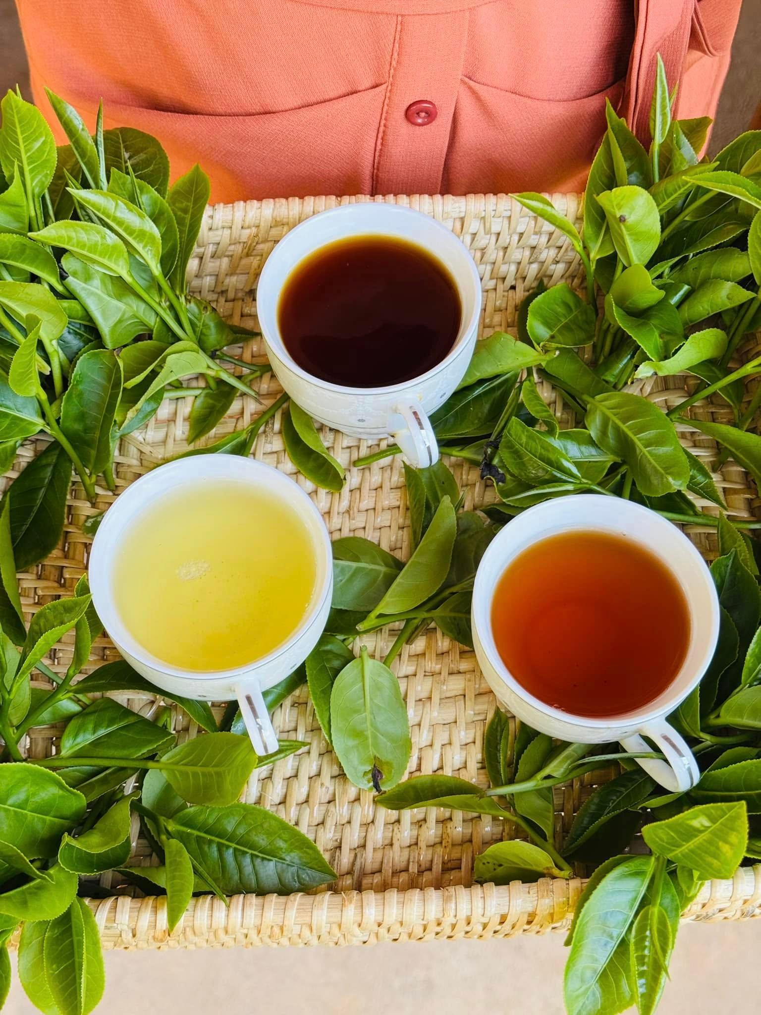 Ella: Hands-On Tea Crafting and Tasting Experience