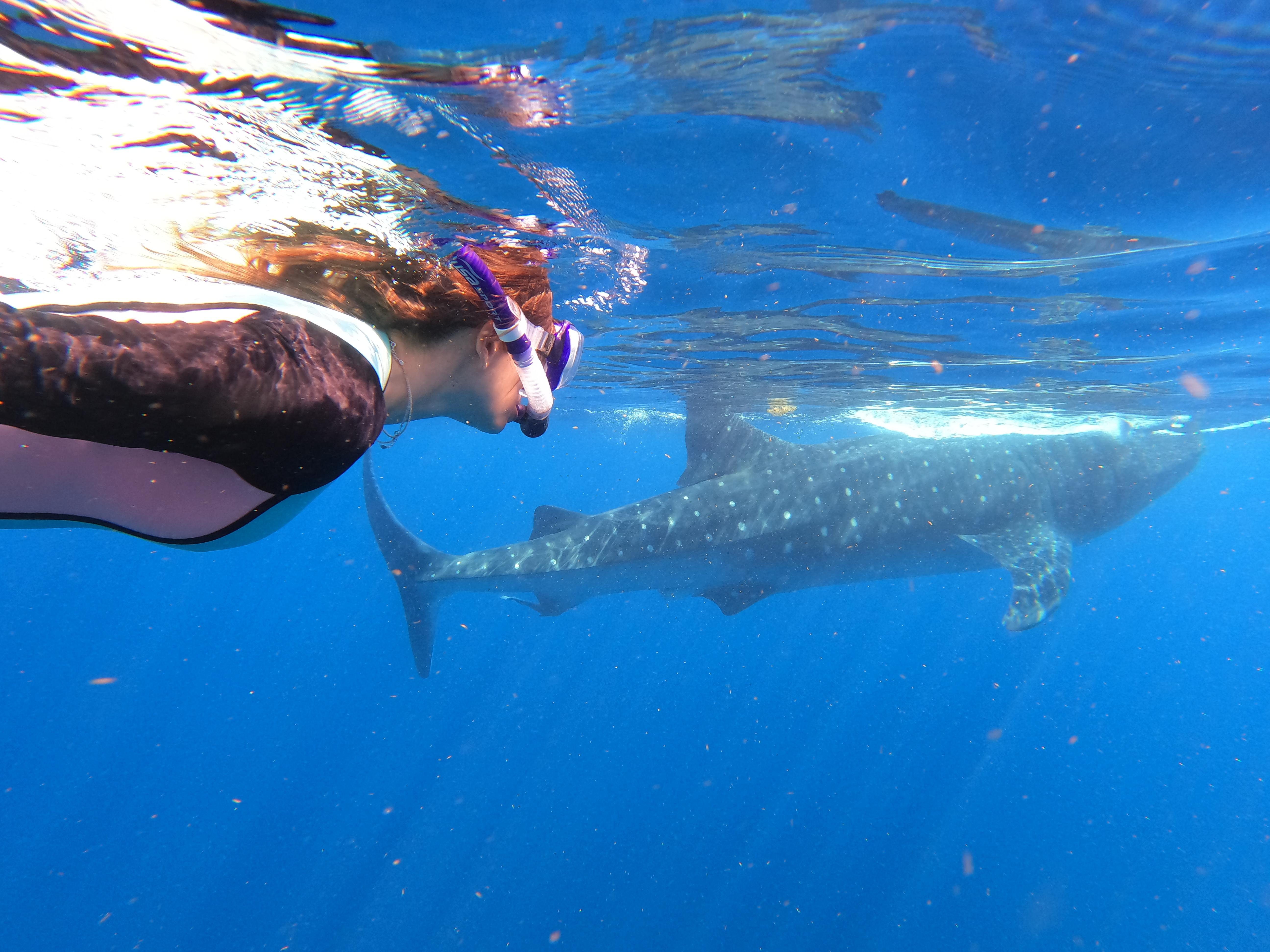 Whale Shark Snorkeling Adventure from Cancun