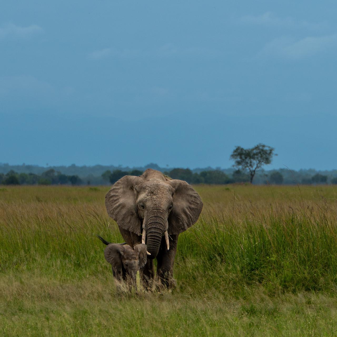 Zanzibar to Mikumi: Fly-In Safari Day Trip with Bush Lunch