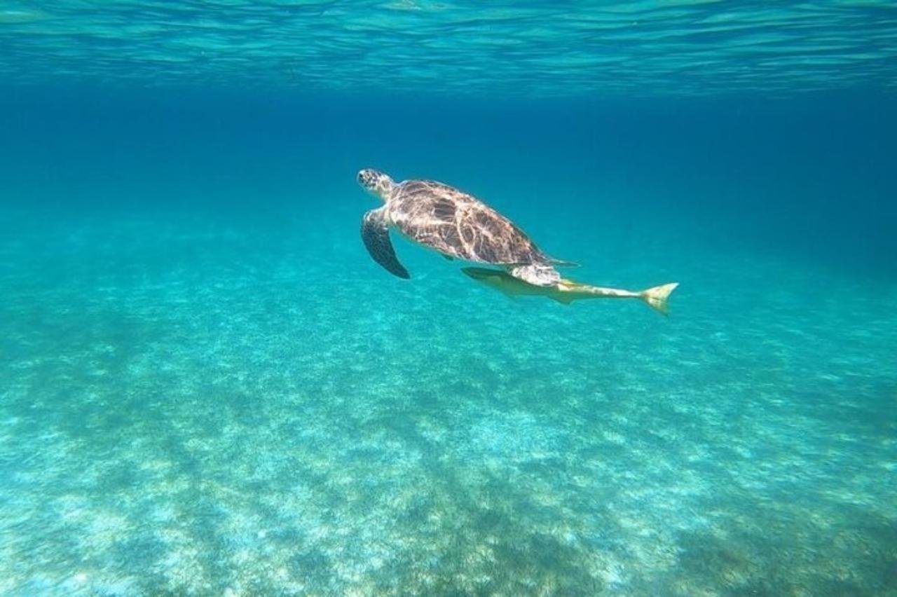 Nassau Private Pig Beach & Snorkeling Excursion
