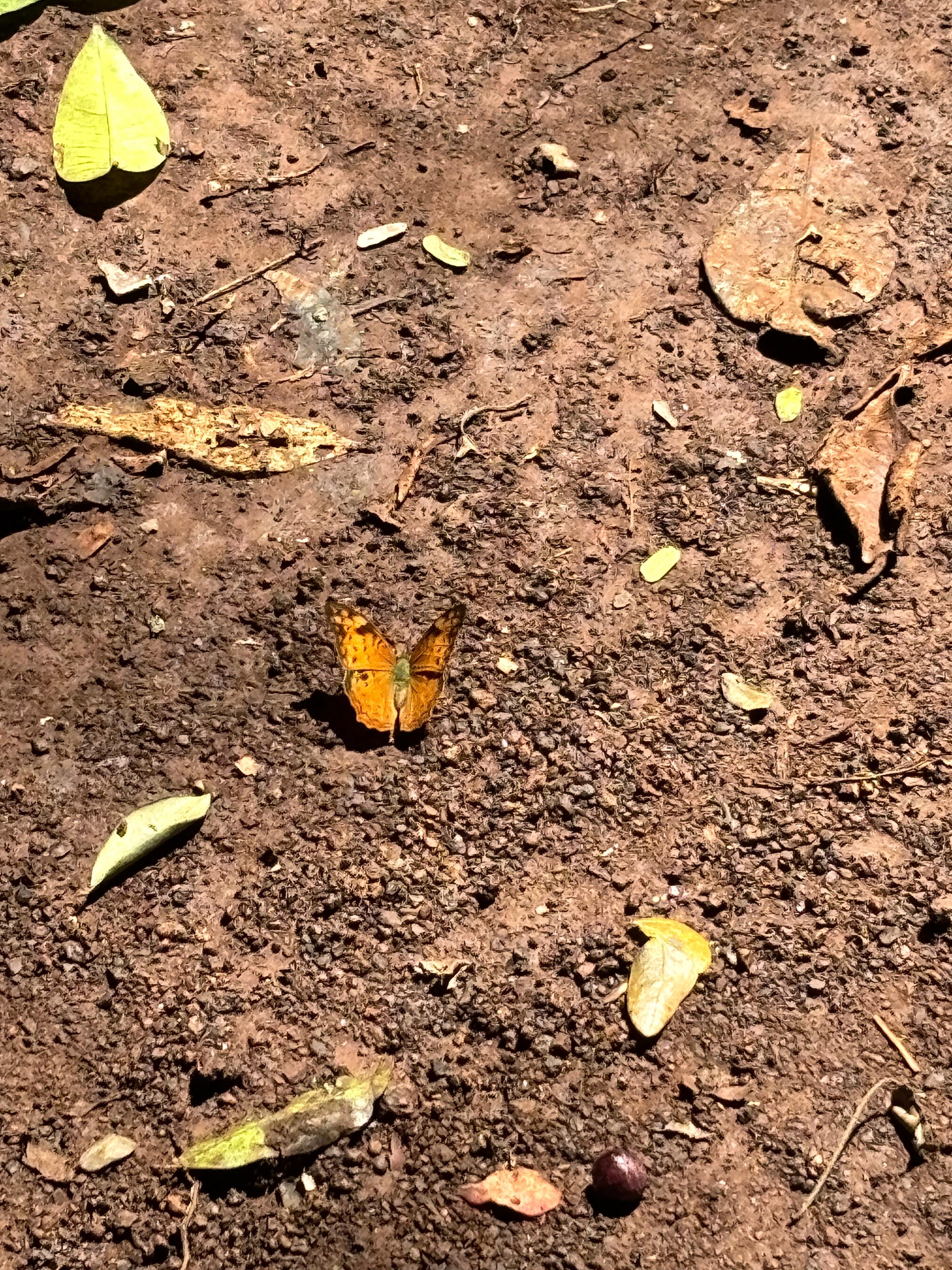 Karura Forest: Immersive Nature & History Walking Tour