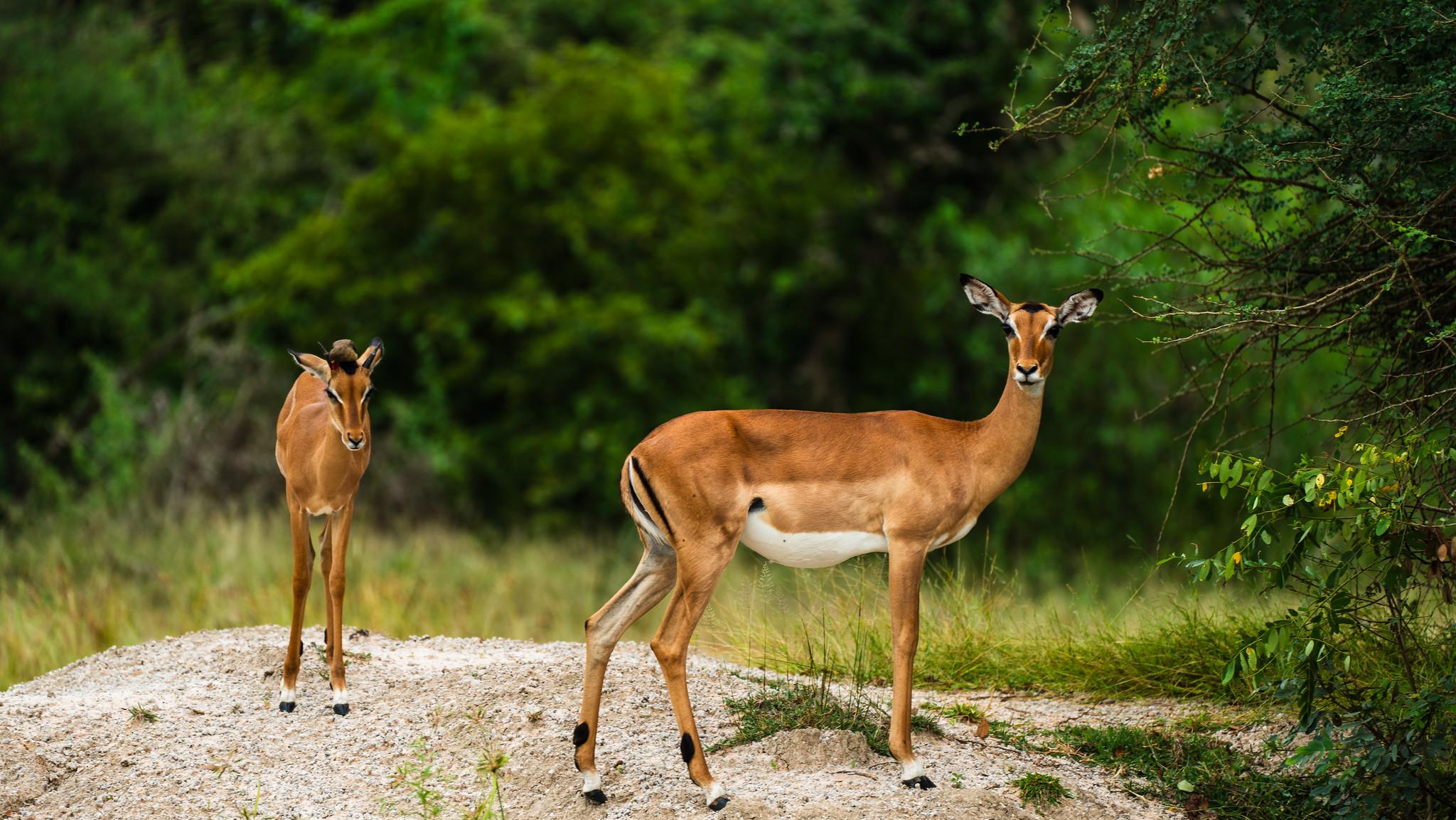 Zanzibar to Selous: 2-Day Safari with Flights & Bush Lunch
