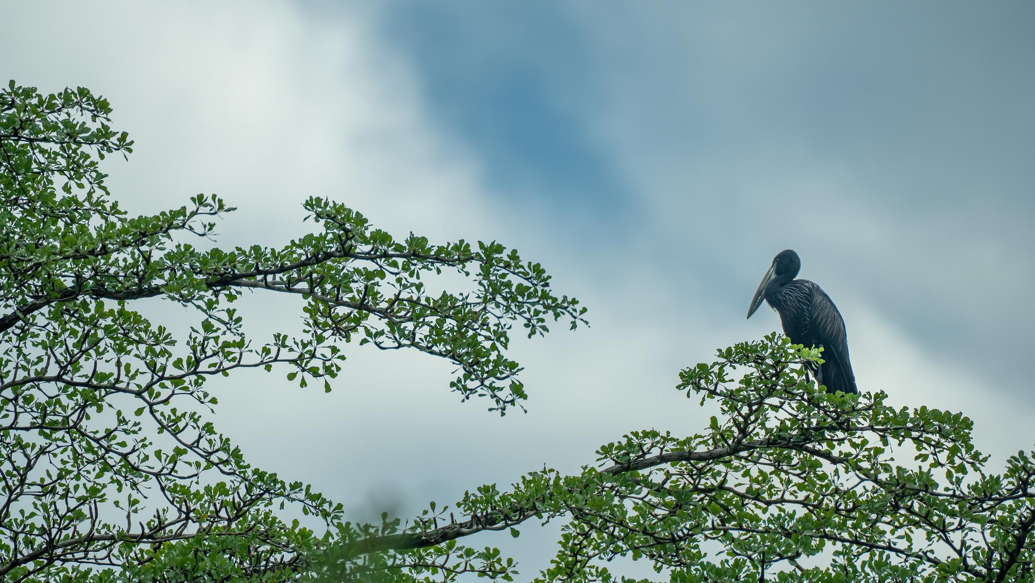 Zanzibar to Selous: 2-Day Safari with Flights & Bush Lunch