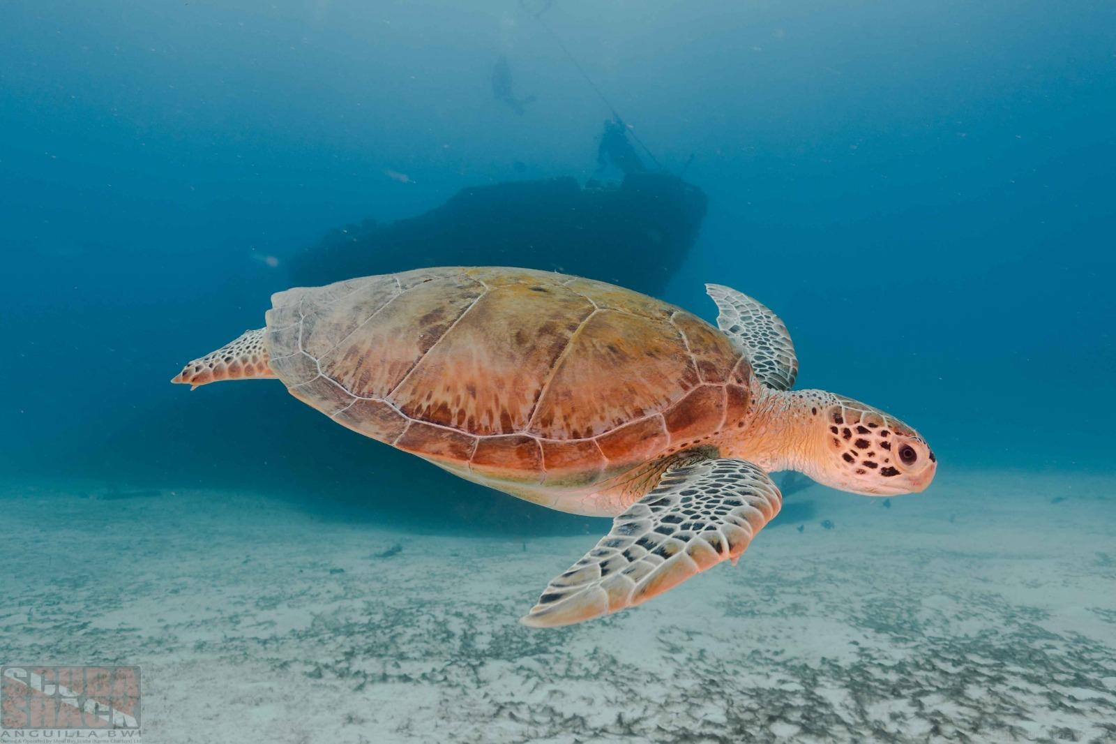 Anguilla Shallow Wreck & Reef Dive