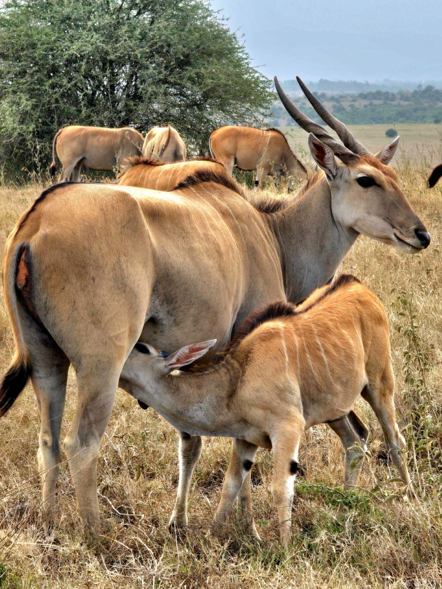 Nairobi Safari: National Park, Elephant Orphanage & Giraffe Center