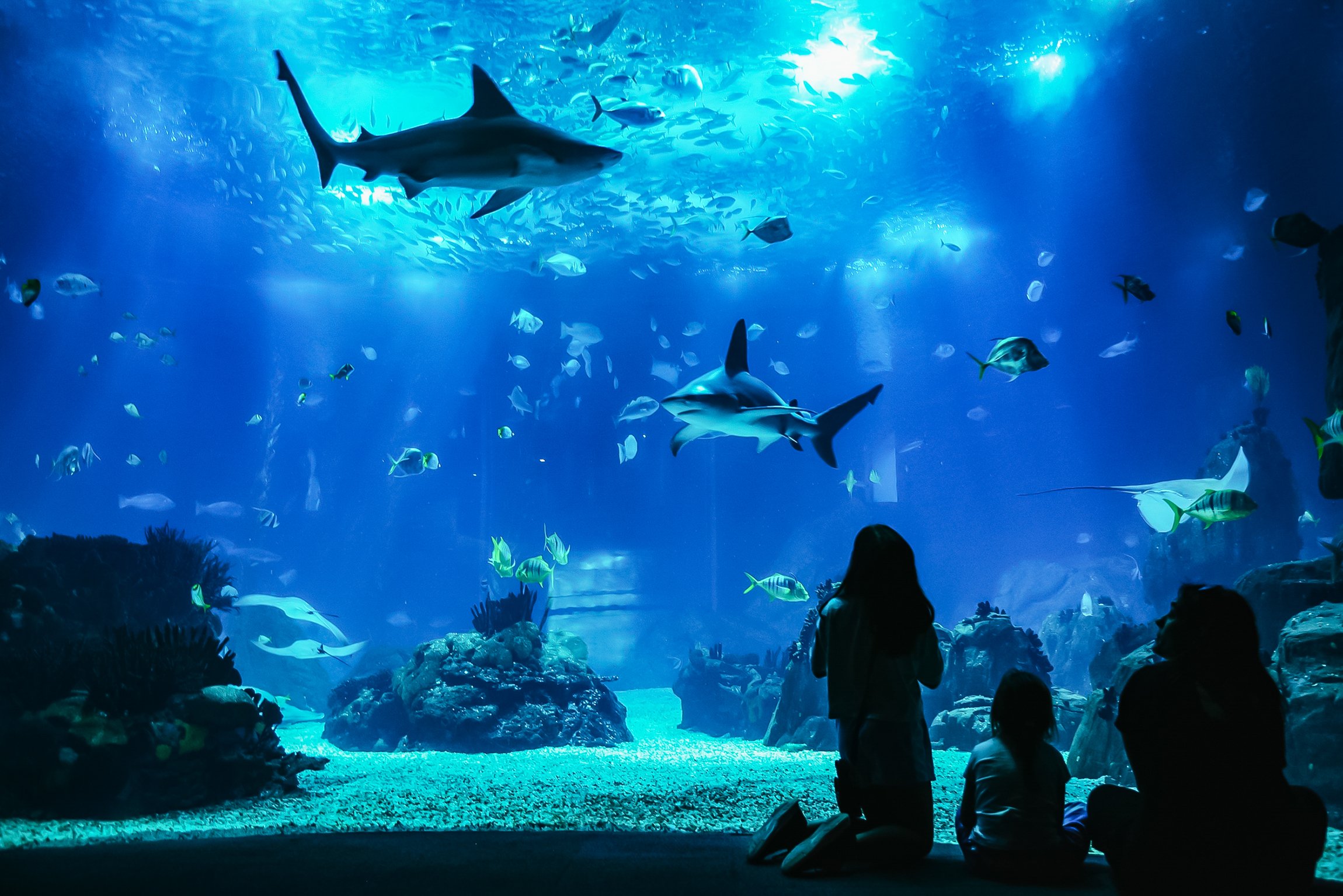 Lisbon Oceanarium: General Admission Ticket